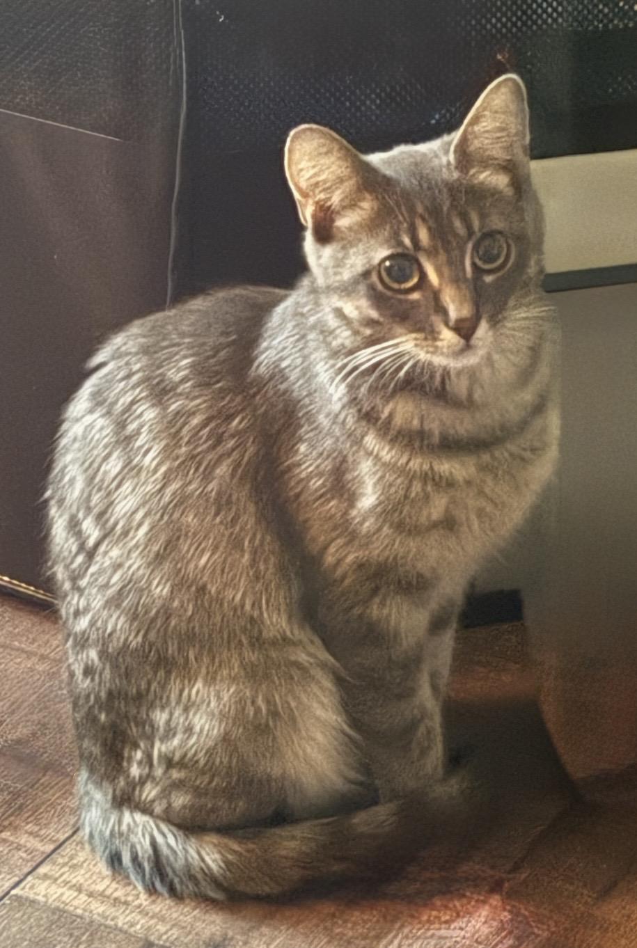Enlarge Lavender, a Adoptable Domestic Short Hair in Troy, MI image 4/5