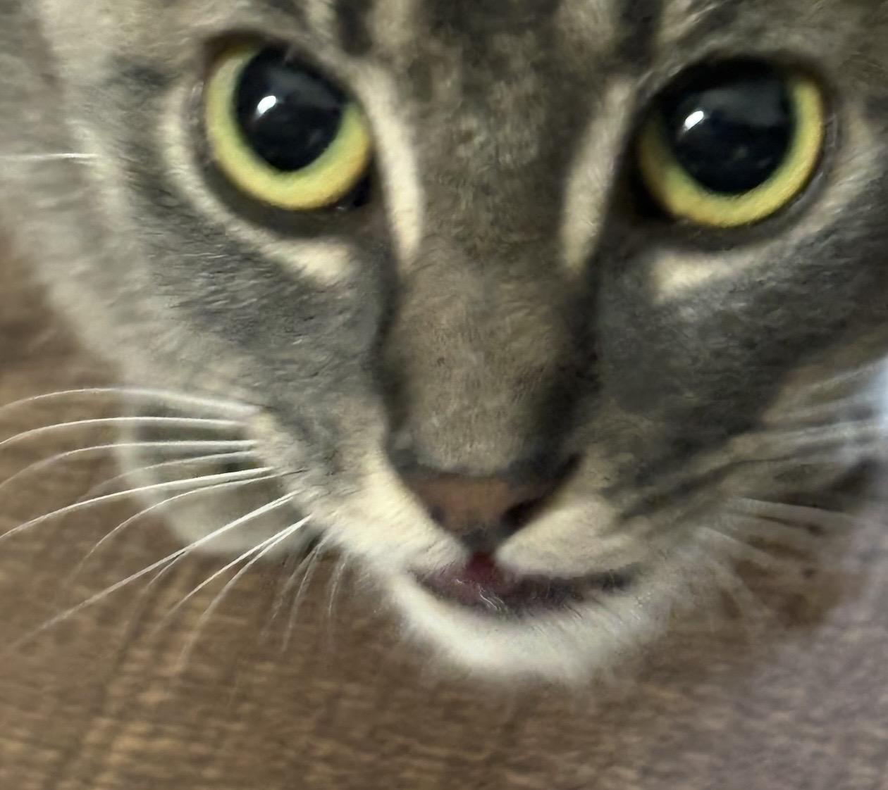 Enlarge Lavender, a Adoptable Domestic Short Hair in Troy, MI image 3/5