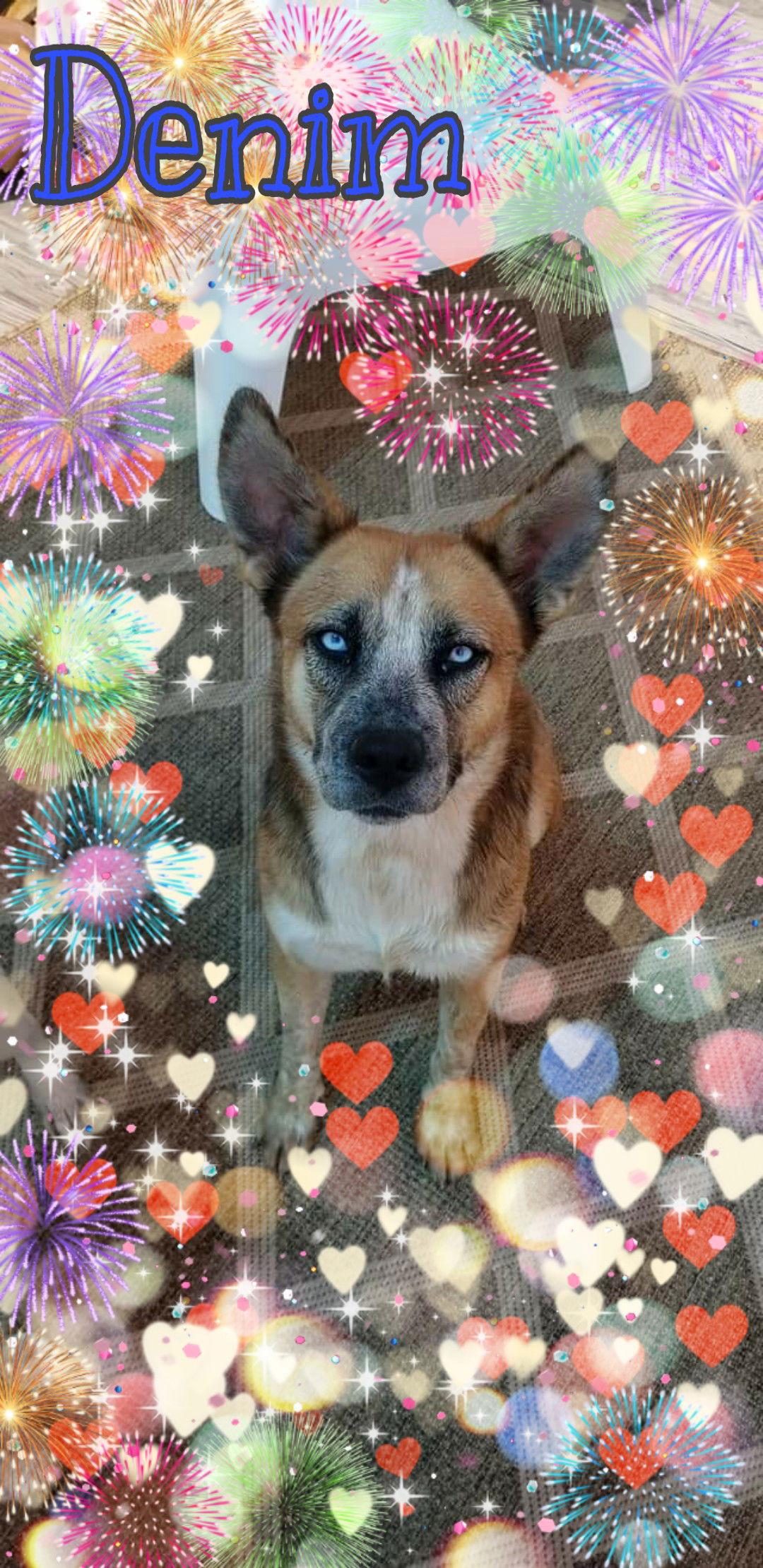 Denim, Adoptable, Adult Female Husky & Shepherd.