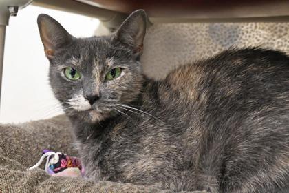 Misty, Adoptable, Adult Female Domestic Short Hair & Domestic Short Hair.
