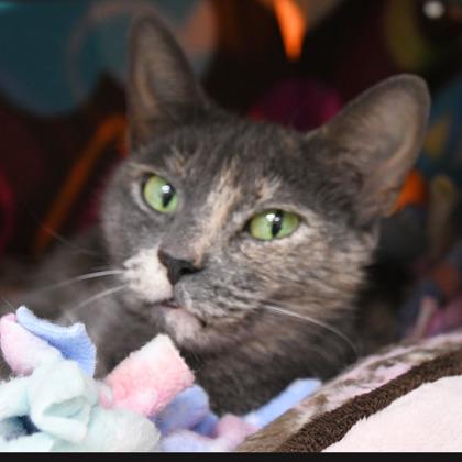 Enlarge Misty, a Adoptable mixed breed in Scotia, NY image 2/3