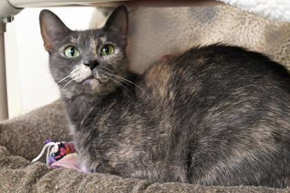 Enlarge Misty, a Adoptable mixed breed in Scotia, NY image 3/3