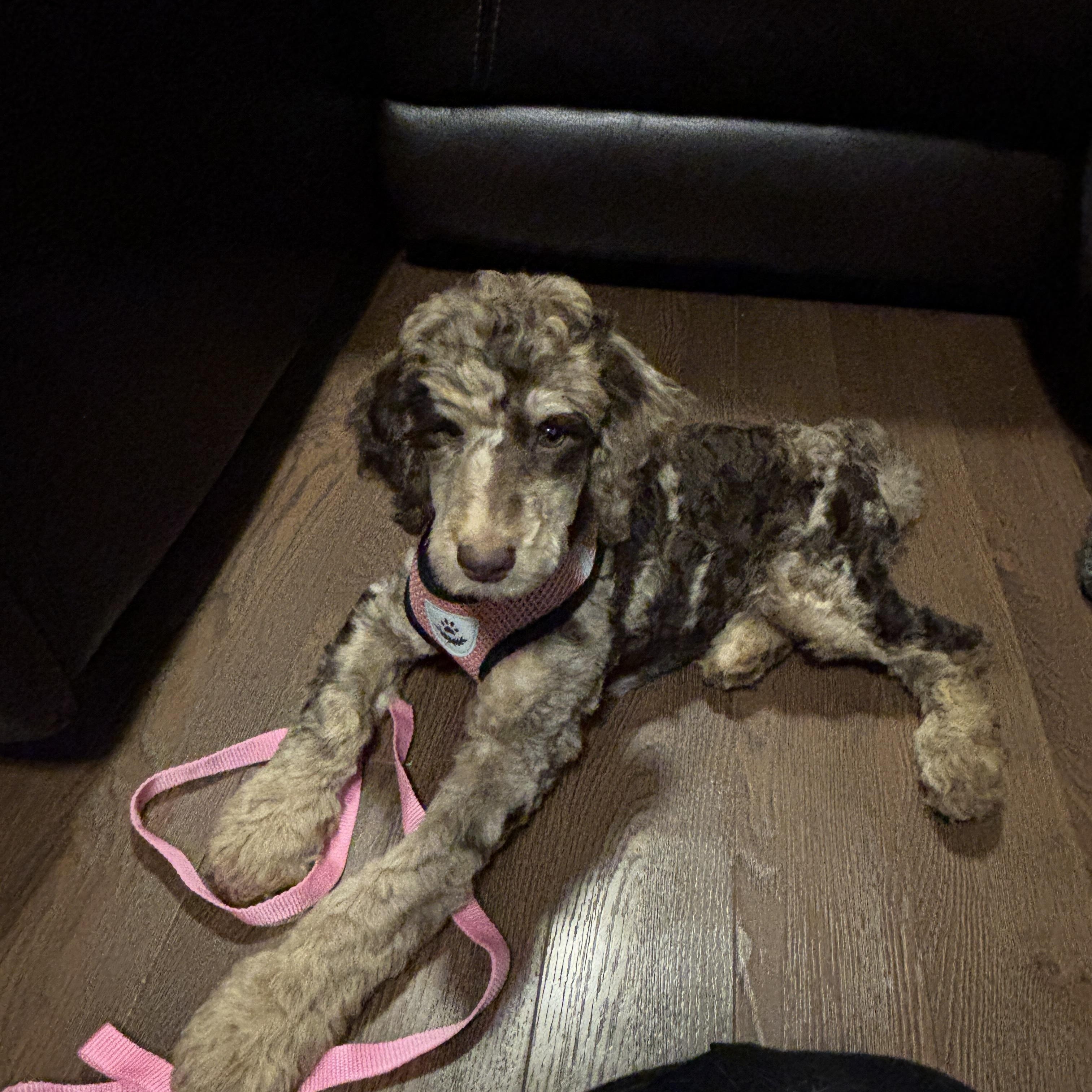 Cleo , adopted, Puppy Female Aussiedoodle.