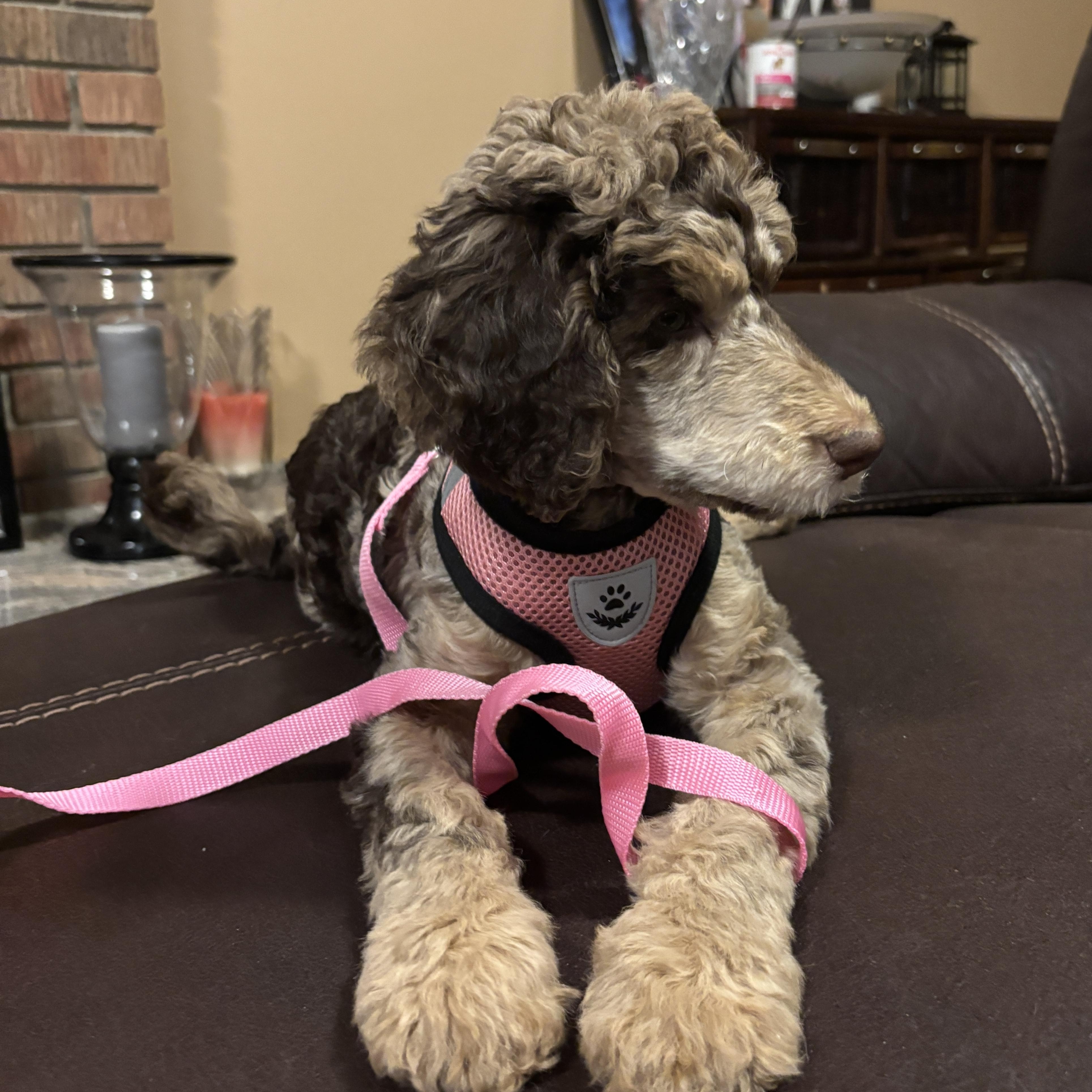 Cleo , an adopted mixed breed in Mississauga, ON image 3/4