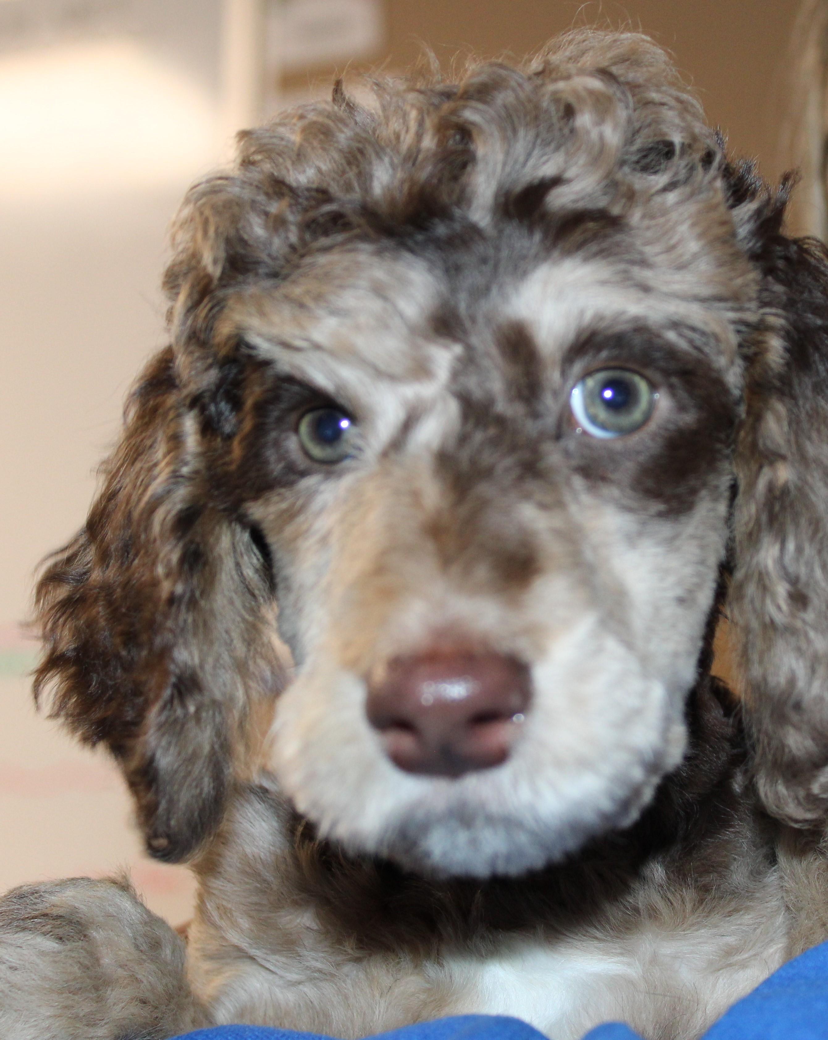 Cleo , an adopted mixed breed in Mississauga, ON image 4/4