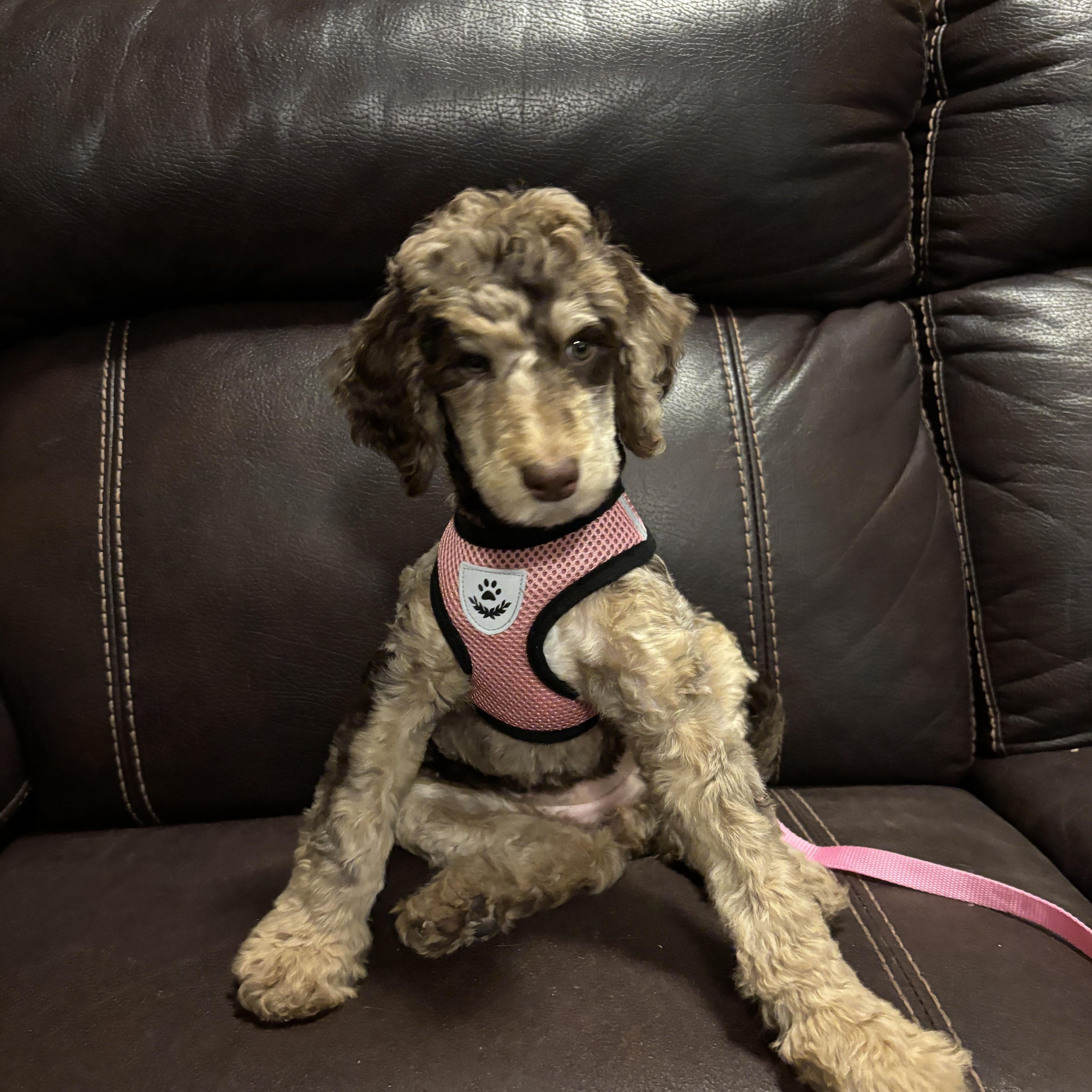 Cleo , an adopted mixed breed in Mississauga, ON image 2/4