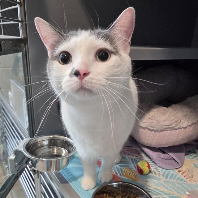 Enlarge CYRUS, a Adoptable Domestic Short Hair in Leesburg, VA image 1/1