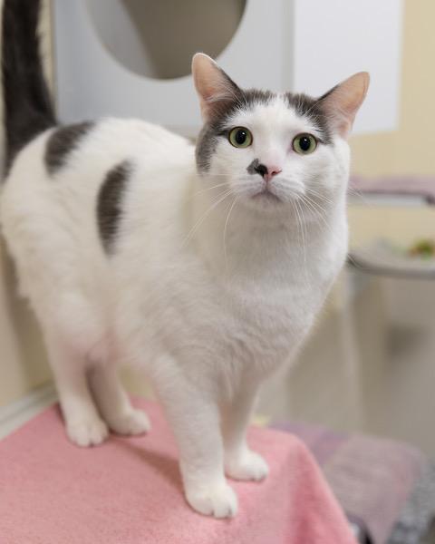 CYRUS, Adoptable, Adult Male Domestic Short Hair.