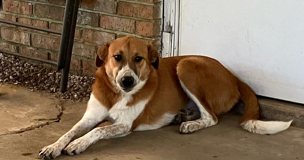 Enlarge Sally, a Adoptable mixed breed in Newton, TX image 1/1