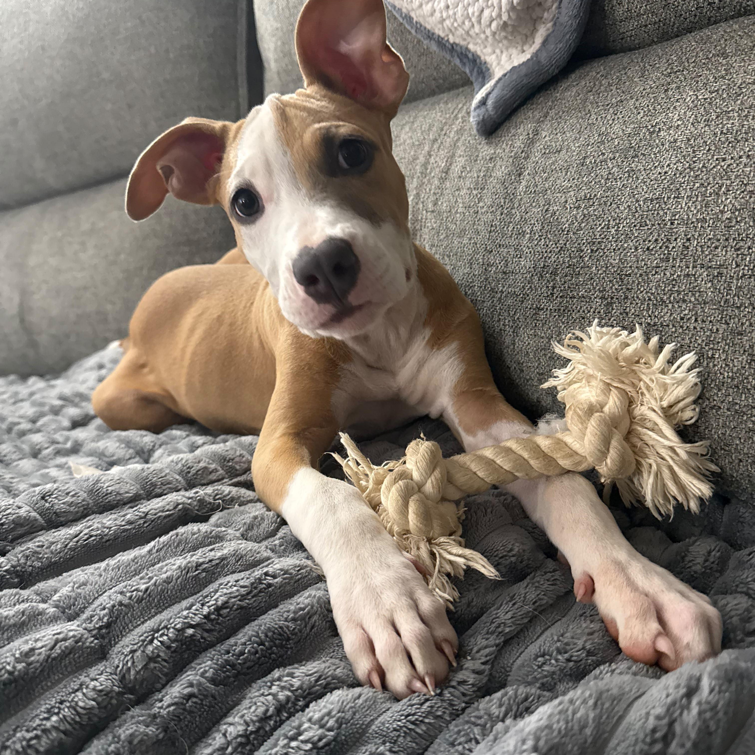 Enlarge Sansa, a Adoptable mixed breed in Baltimore, MD image 2/6
