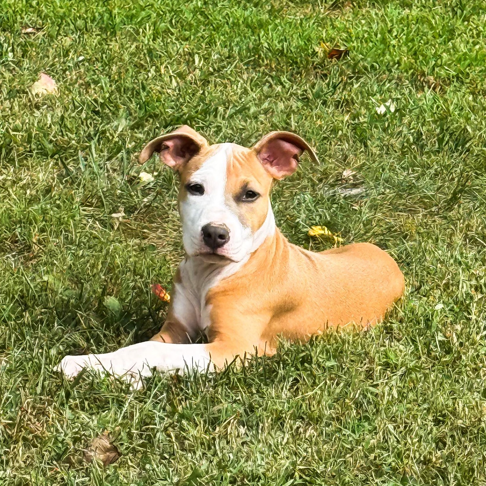 Enlarge Sansa, a Adoptable mixed breed in Baltimore, MD image 4/6