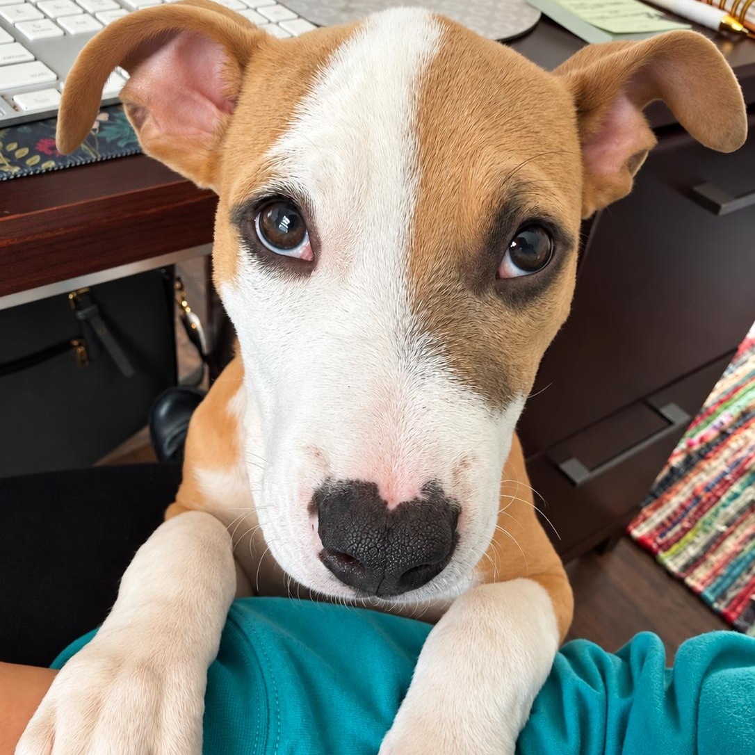 Enlarge Sansa, a Adoptable mixed breed in Baltimore, MD image 6/6
