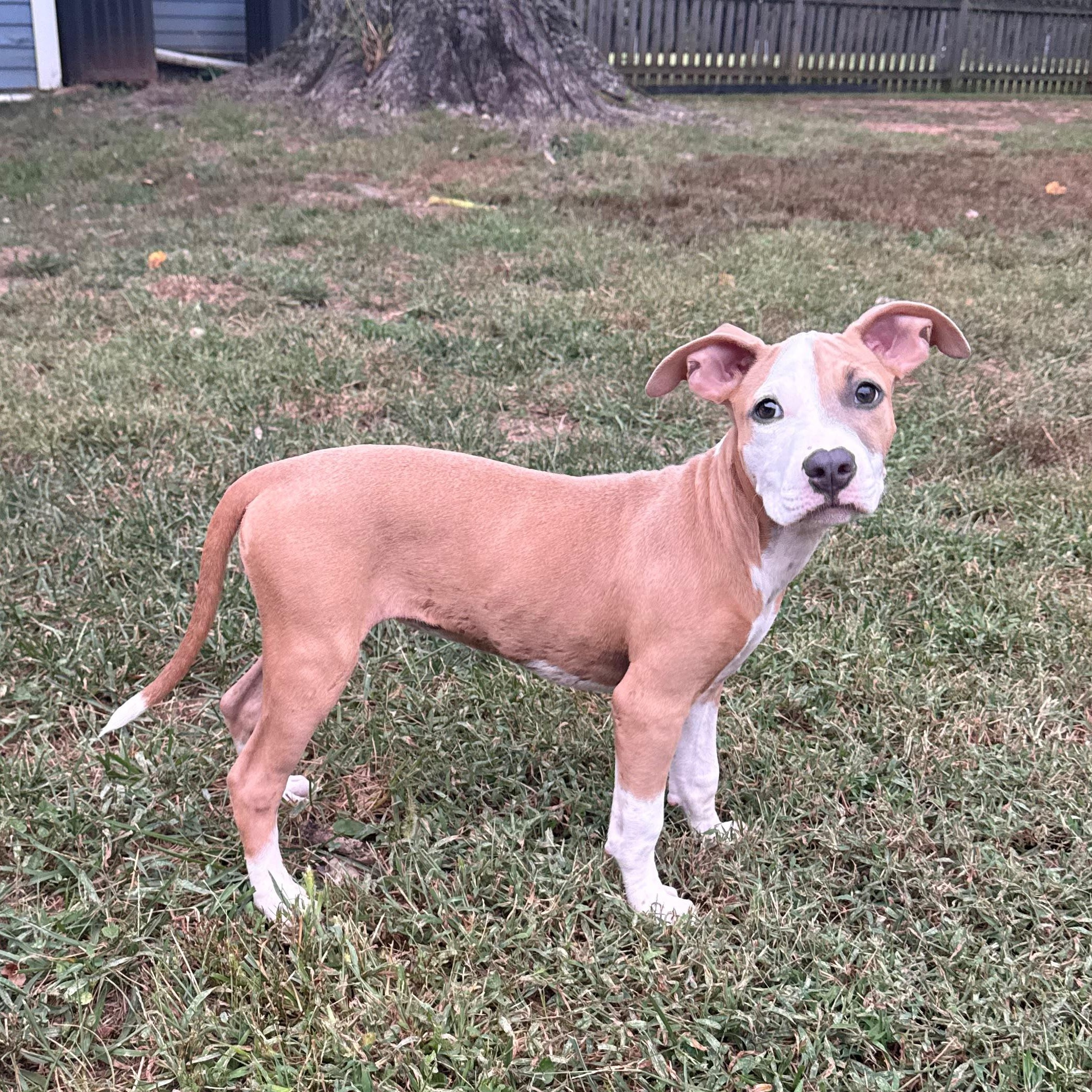 Enlarge Sansa, a Adoptable mixed breed in Baltimore, MD image 3/6