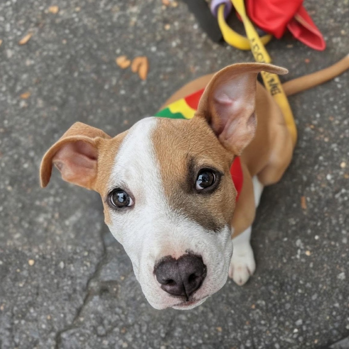 Enlarge Sansa, a Adoptable mixed breed in Baltimore, MD image 1/6