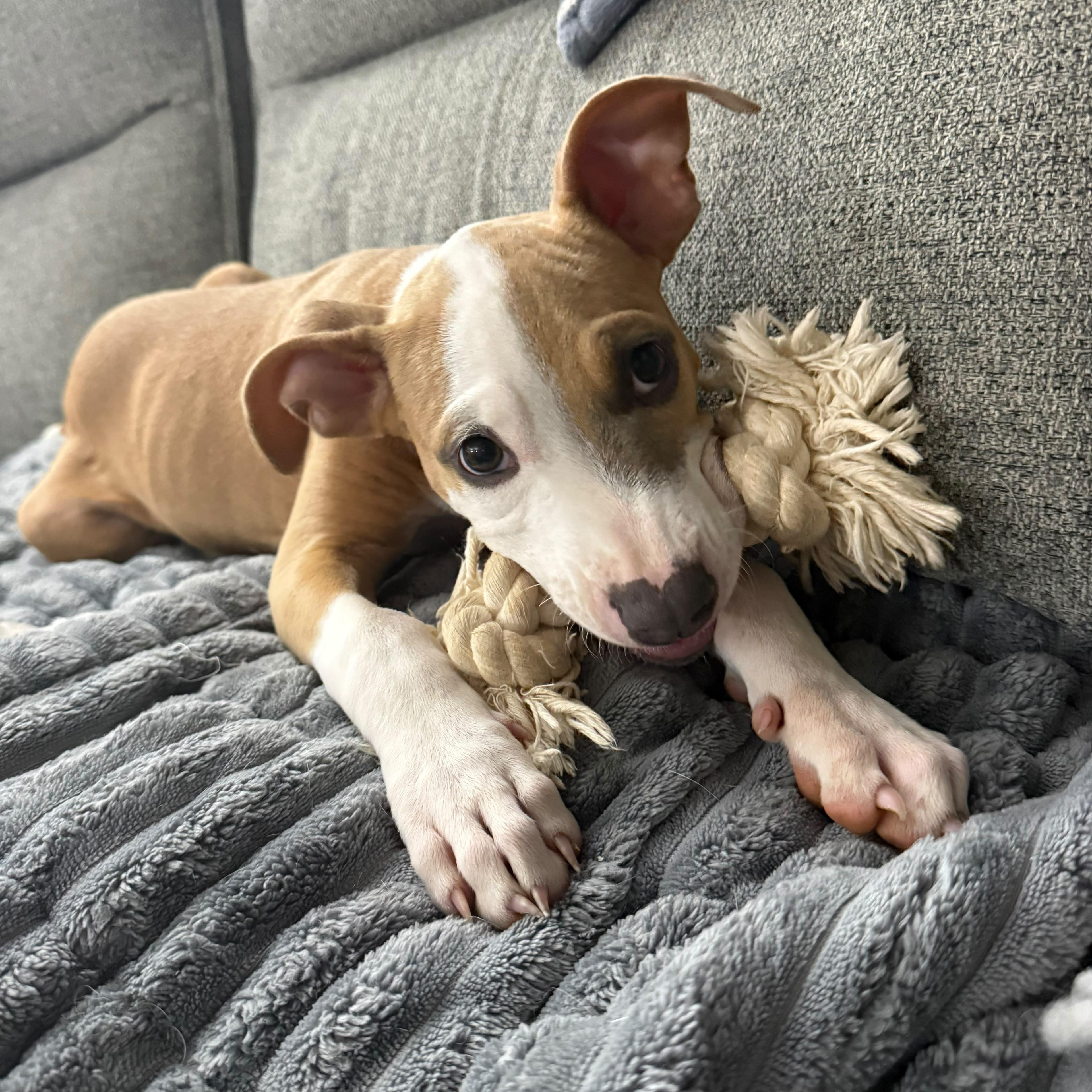 Enlarge Sansa, a Adoptable mixed breed in Baltimore, MD image 5/6