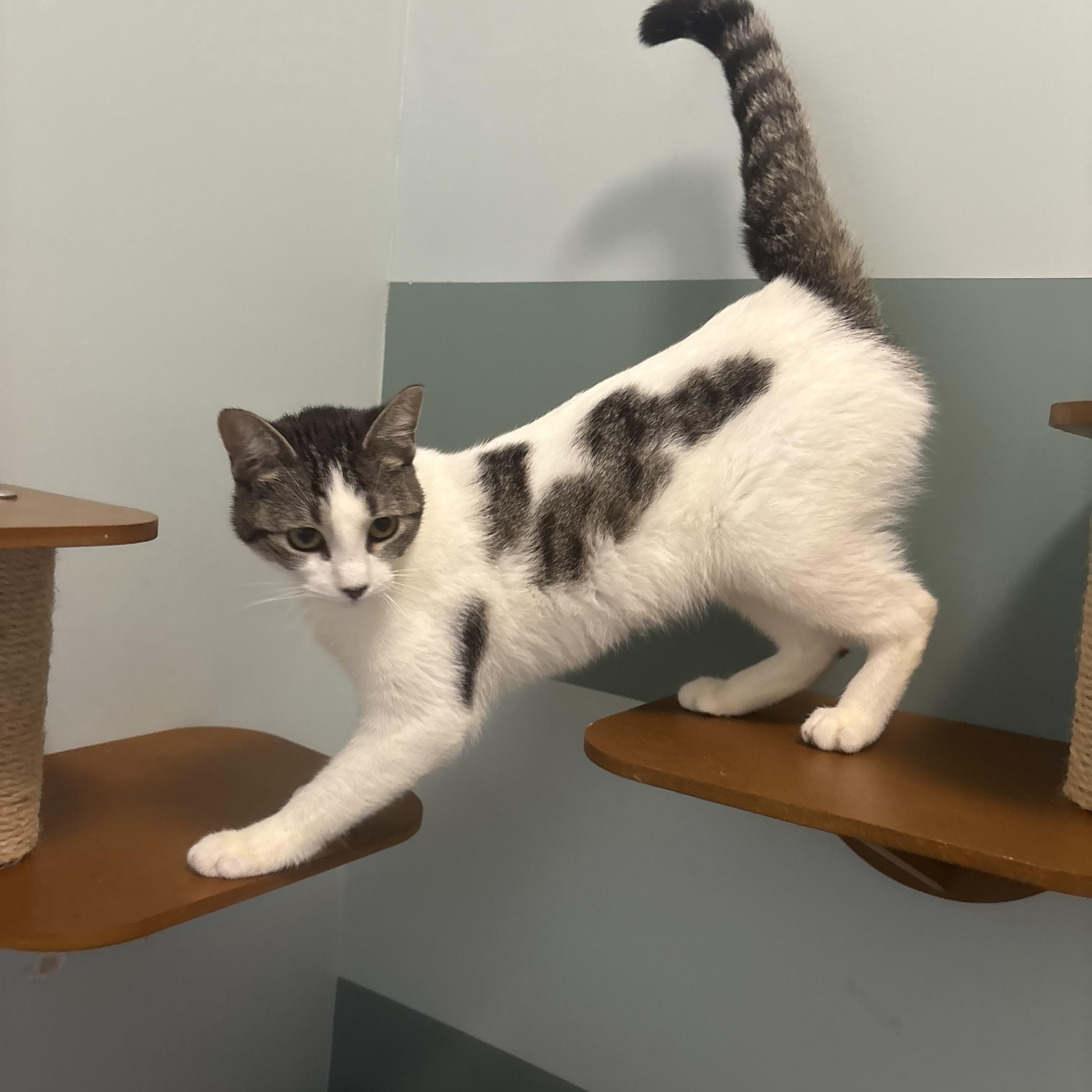 Enlarge Moira, a Adoptable Domestic Short Hair in Hutchinson, MN image 3/4