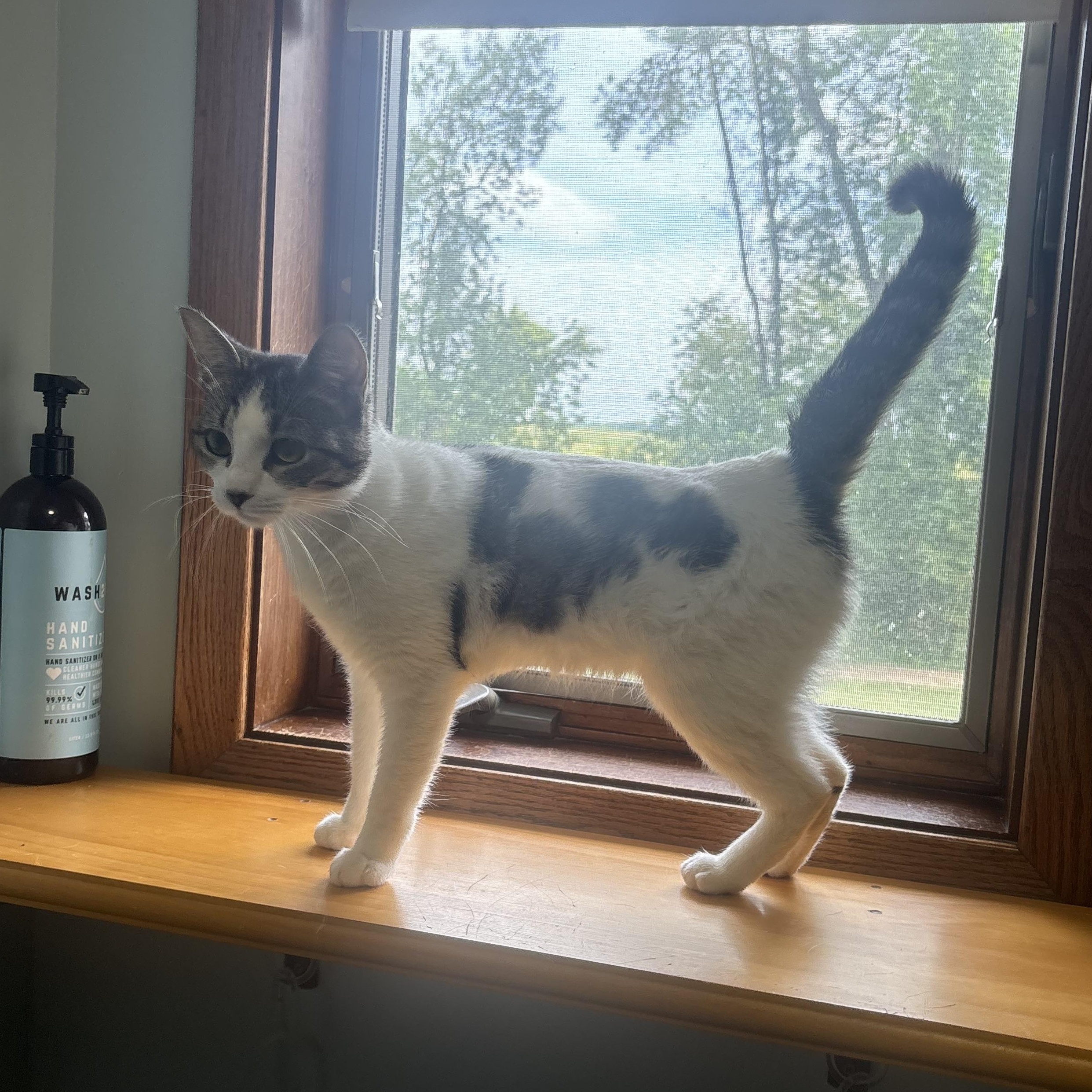 Enlarge Moira, a Adoptable Domestic Short Hair in Hutchinson, MN image 4/4