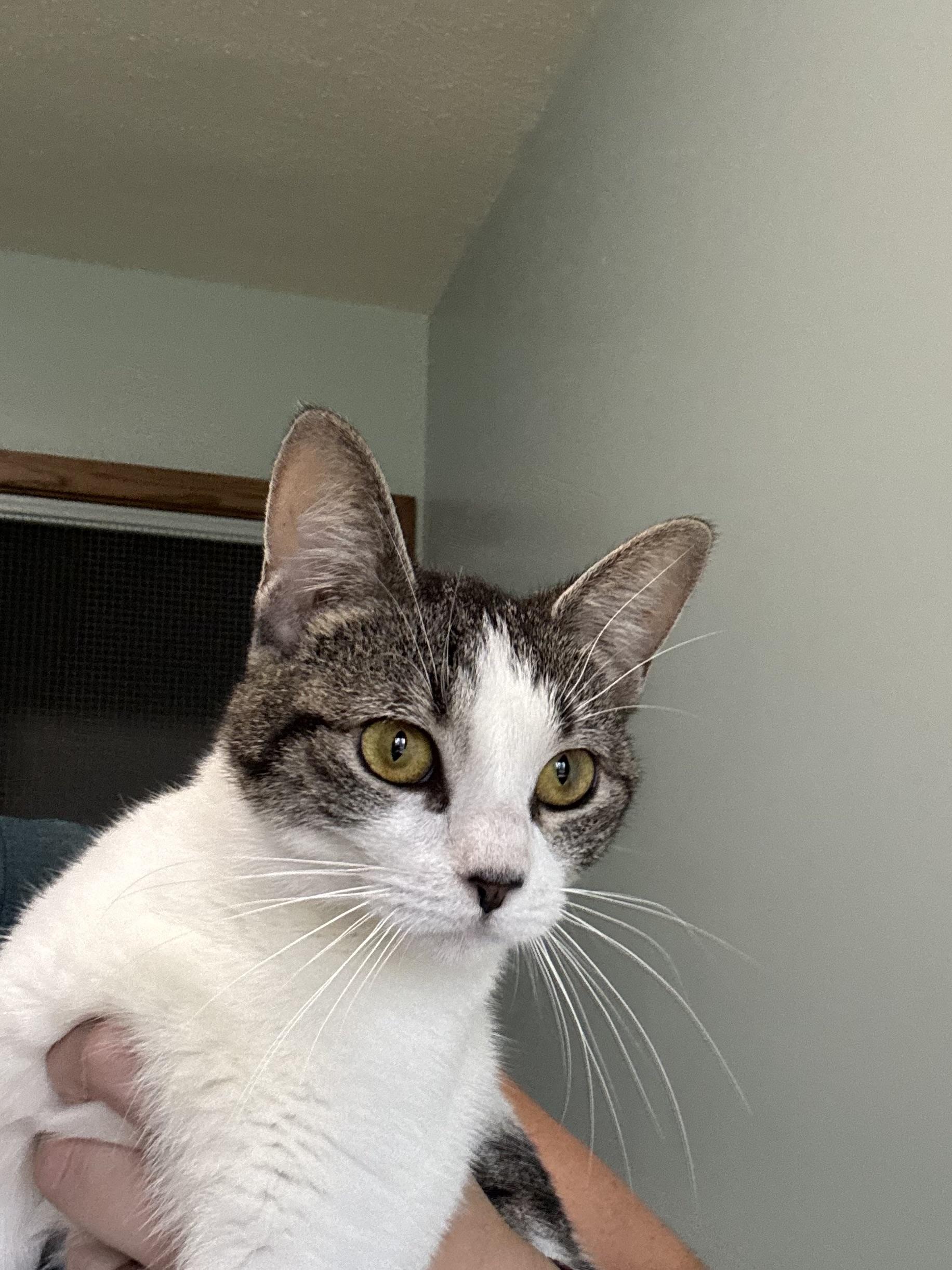 Enlarge Moira, a Adoptable Domestic Short Hair in Hutchinson, MN image 2/4