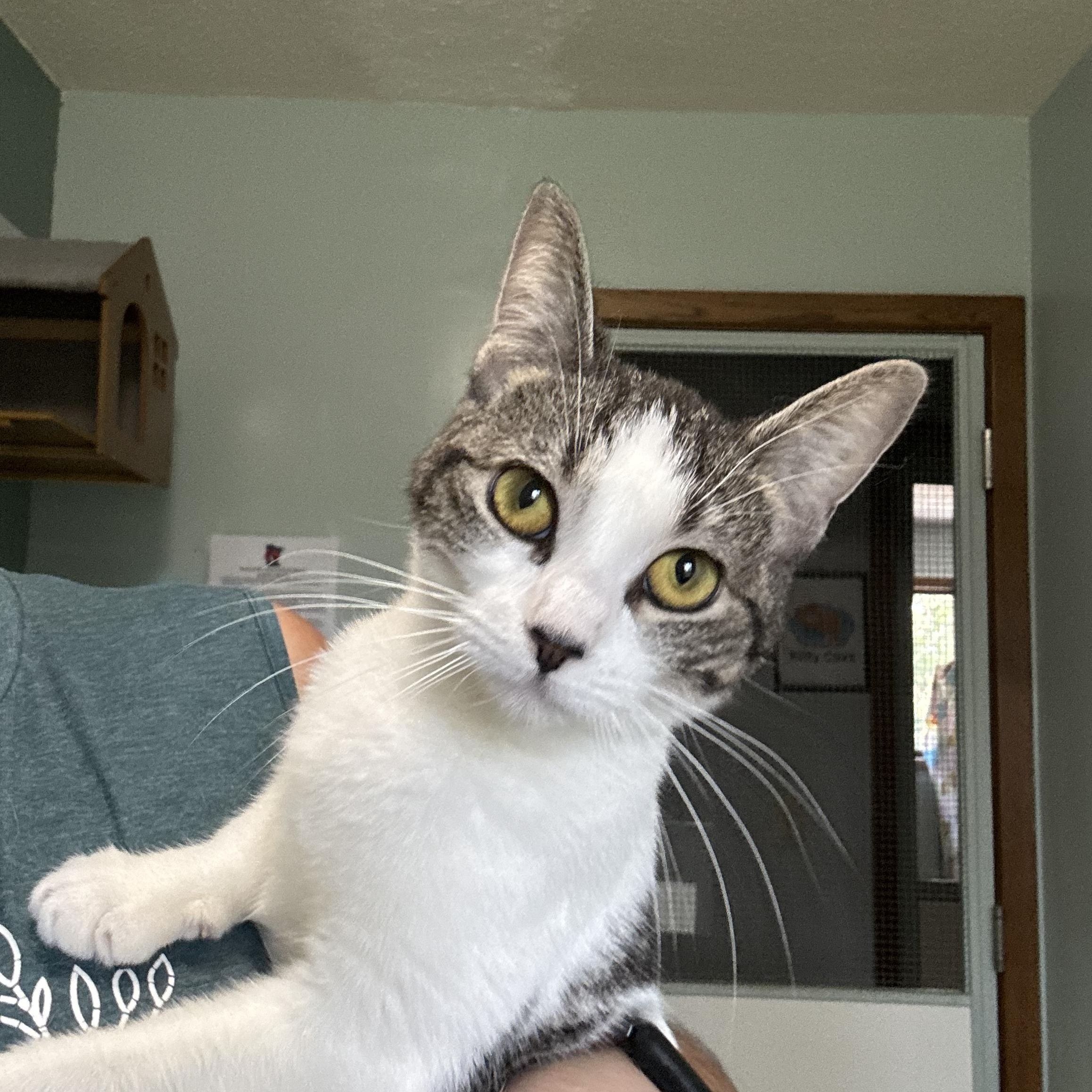 Enlarge Moira, a Adoptable Domestic Short Hair in Hutchinson, MN image 1/4