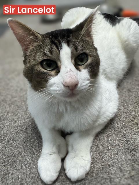 Sir Lancelot, a ADOPTABLE Domestic Short Hair in Rochester, WA image 1/2