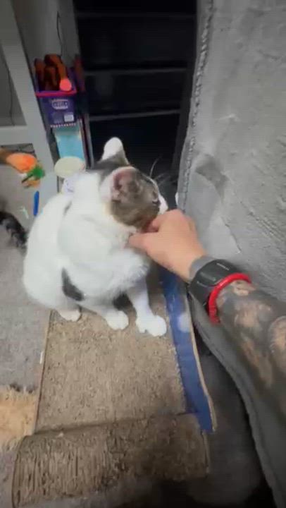Enlarge Sir Lancelot, a ADOPTABLE Domestic Short Hair in Rochester, WA video 2/2