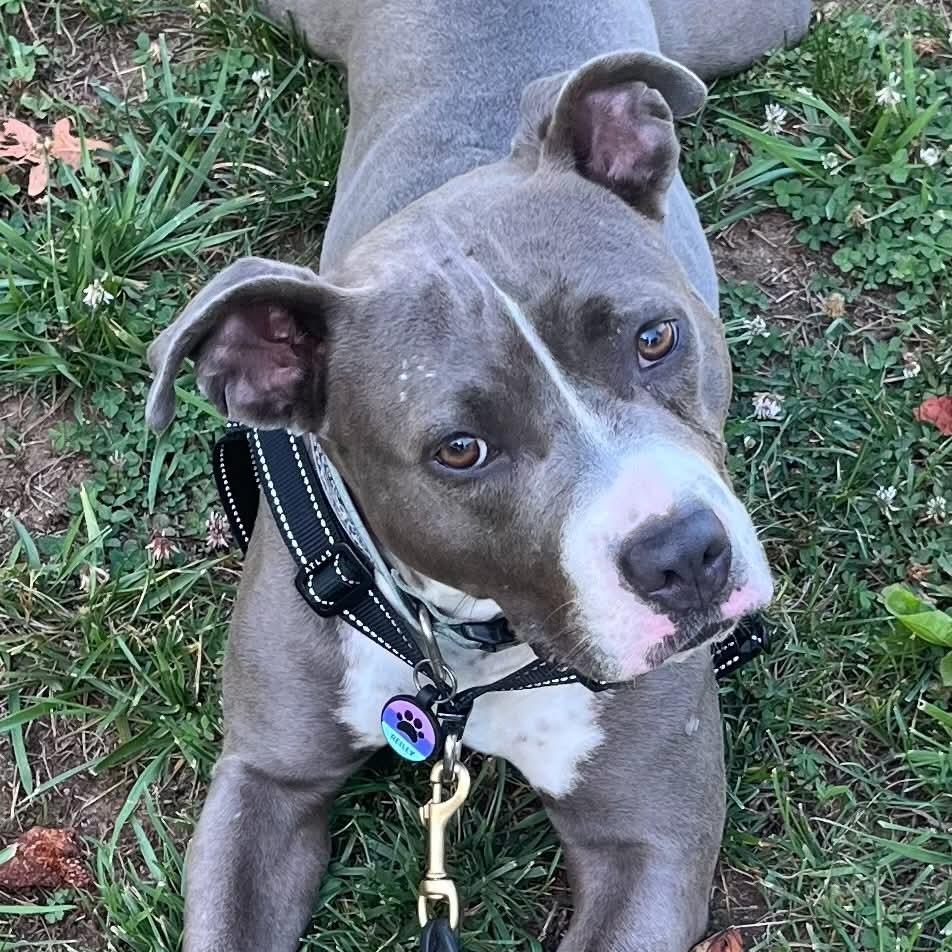 Reilly, ADOPTABLE, Adult Female Pit Bull Terrier.