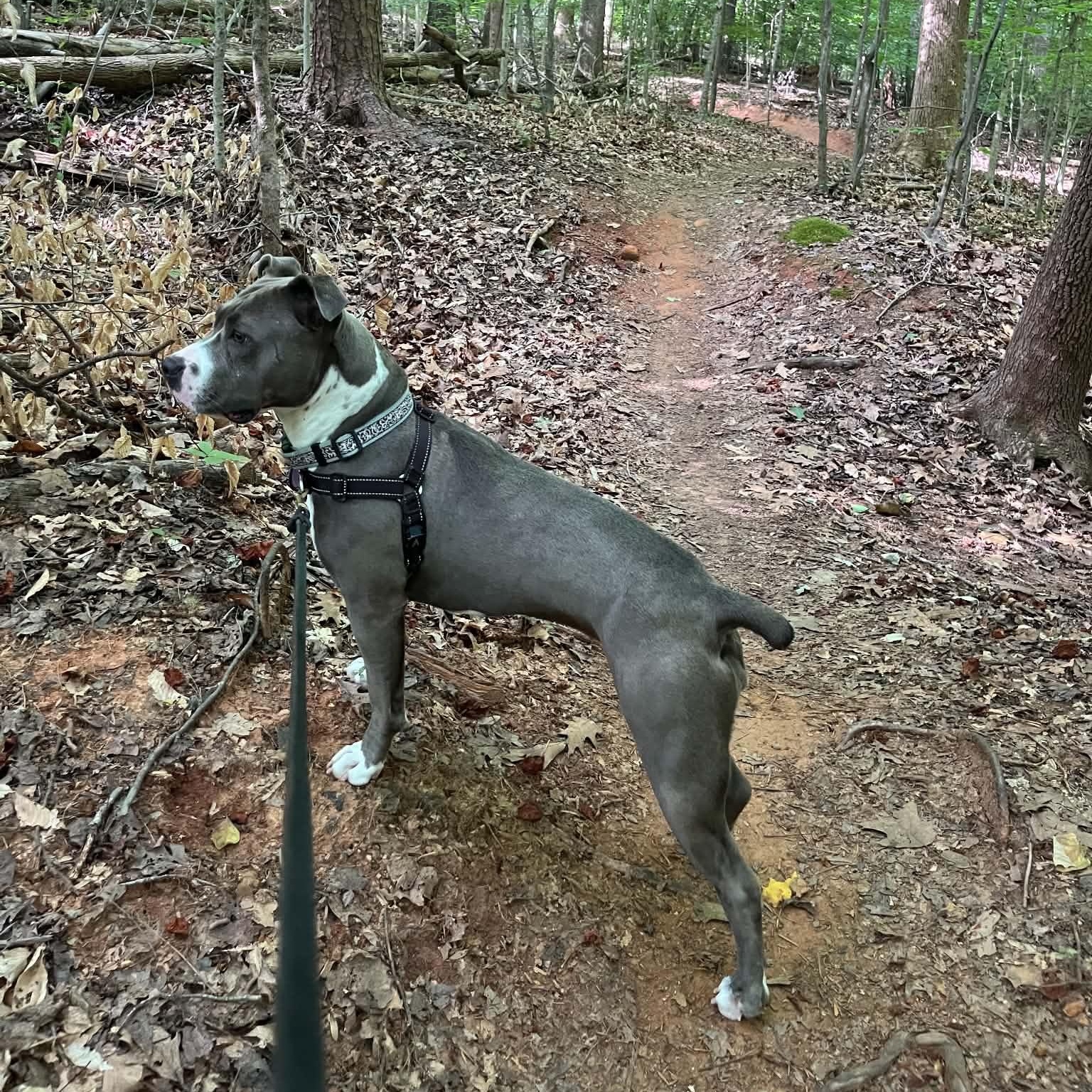 Reilly, a ADOPTABLE mixed breed in Greensboro, NC image 5/5