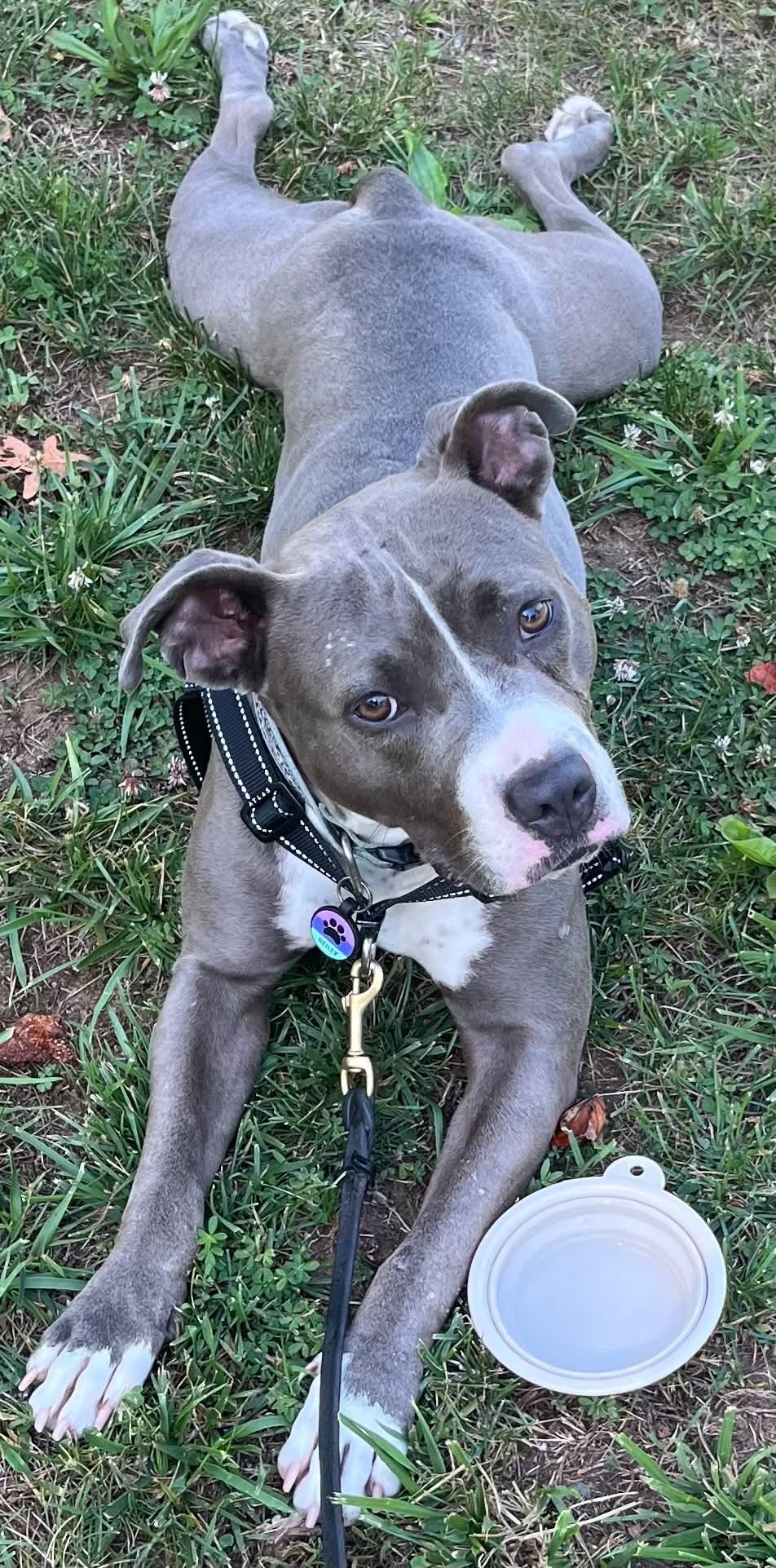 Reilly, a ADOPTABLE mixed breed in Greensboro, NC image 2/5