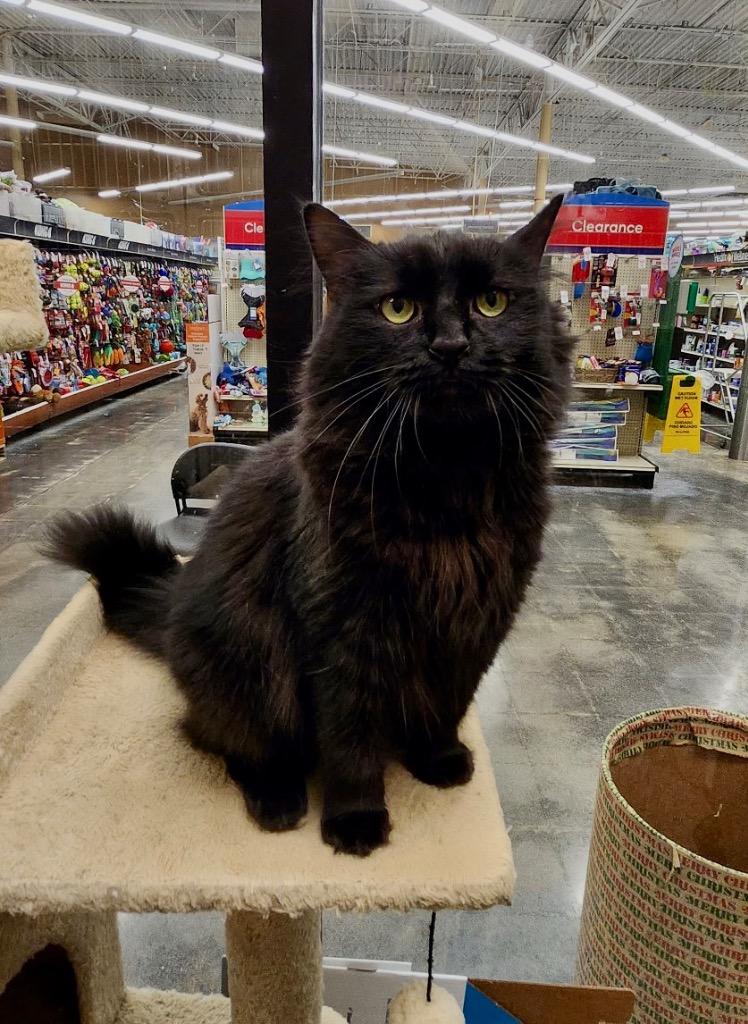 Nico, Adoptable, Young Male Domestic Short Hair.