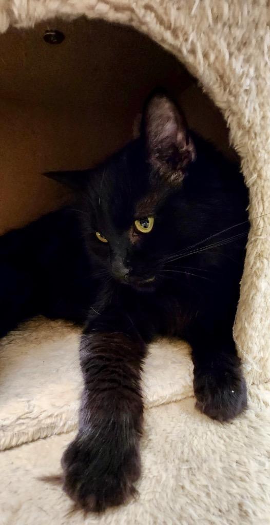 Enlarge Nico, a Adoptable mixed breed in Cumming, GA image 2/4