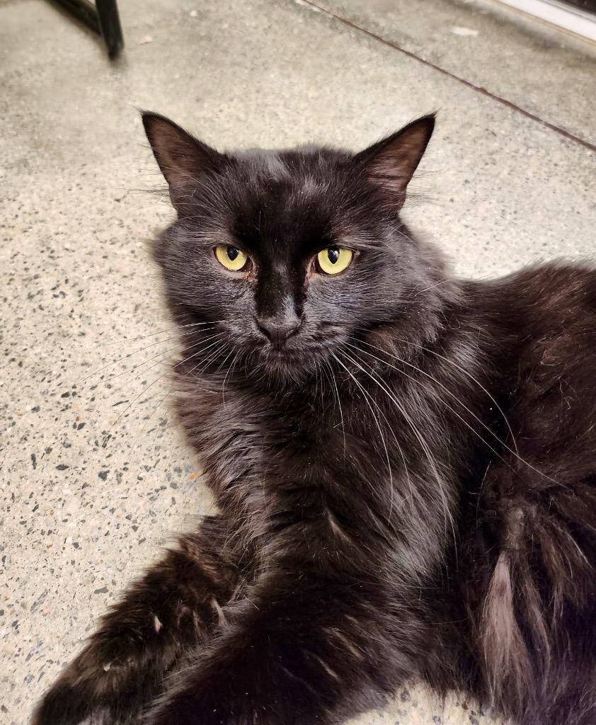 Enlarge Nico, a Adoptable mixed breed in Cumming, GA image 3/4