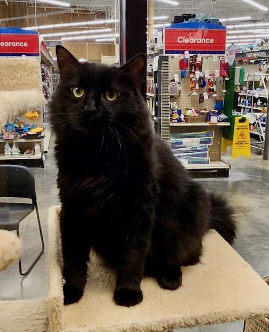 Enlarge Nico, a Adoptable mixed breed in Cumming, GA image 4/4