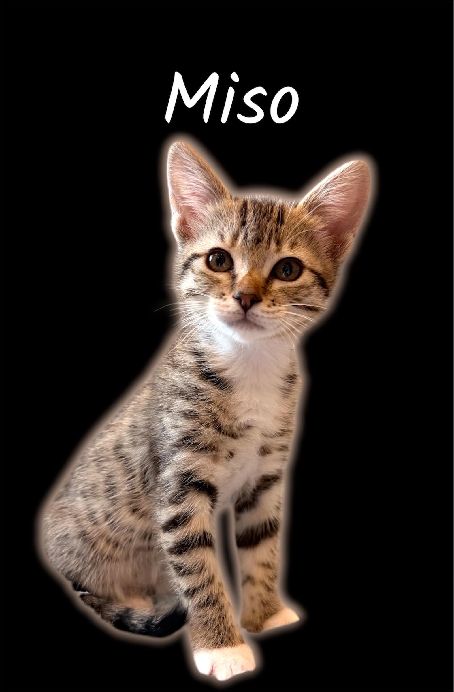 Miso, ADOPTABLE, Kitten Female Domestic Short Hair.