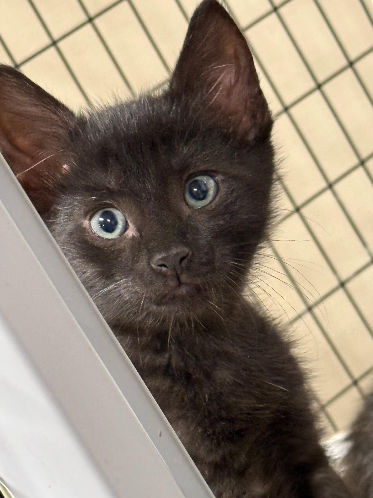 Explorer, Adoptable, Young Male Domestic Short Hair.