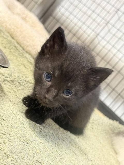 Enlarge Explorer, a Adoptable Domestic Short Hair in Williamsburg, IA image 2/2