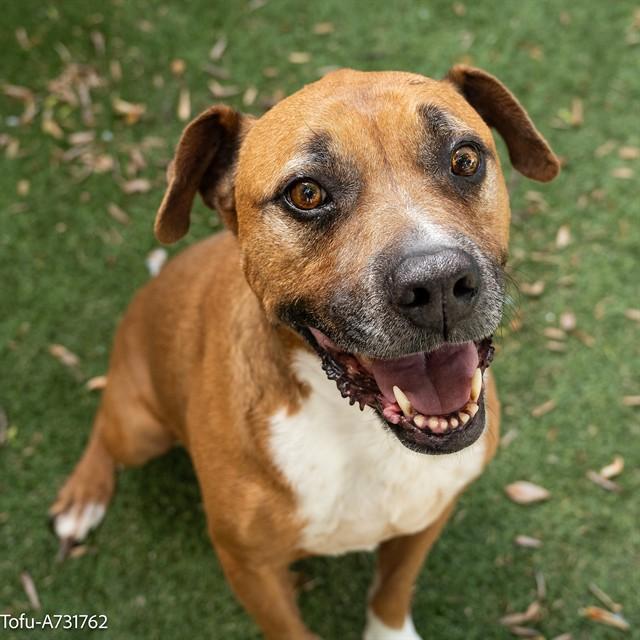 TOFU, Adoptable, Adult Female Pit Bull Terrier & Mixed Breed.