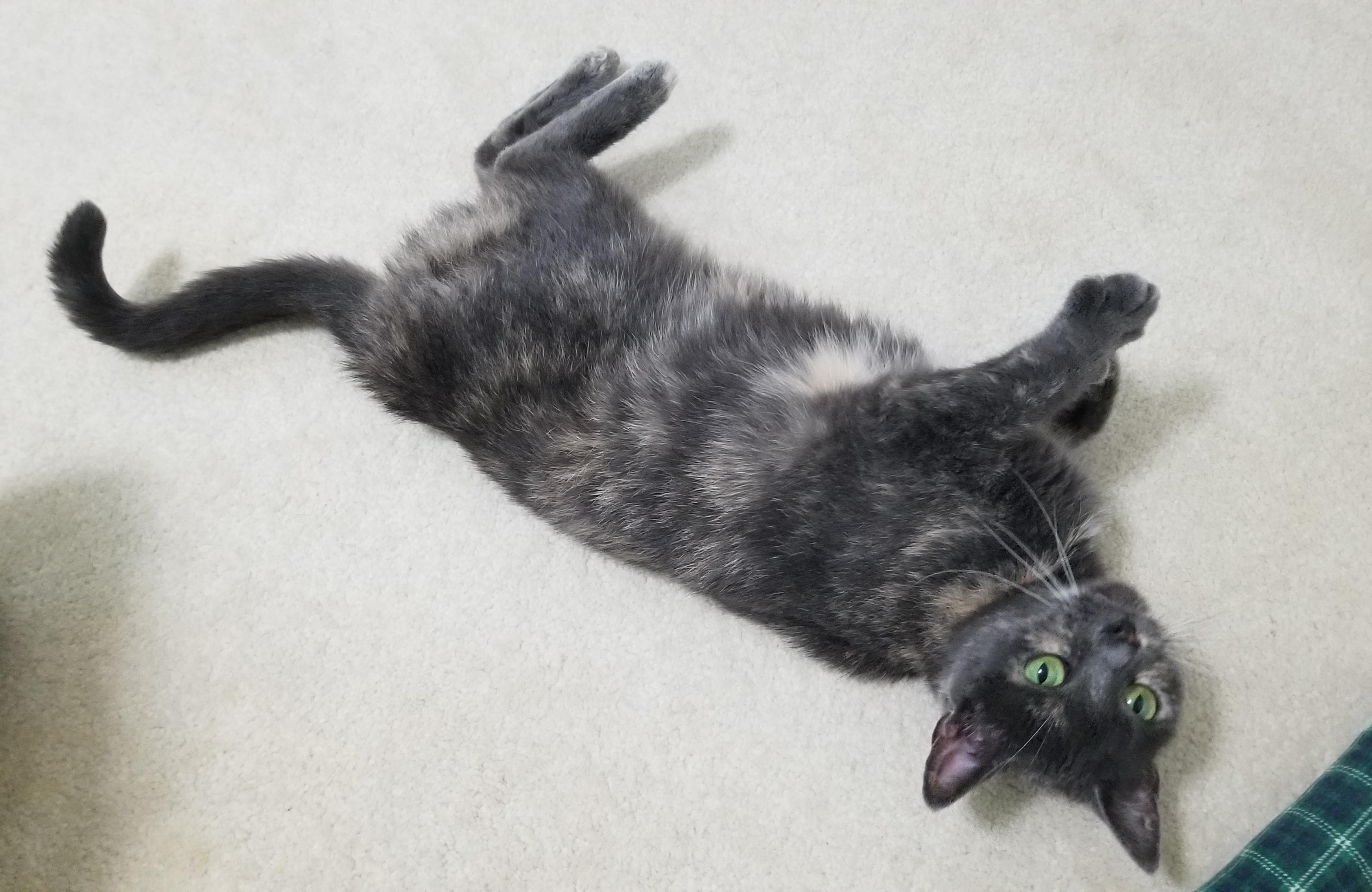 Jade AS 0521, Adoptable, Adult Female Domestic Short Hair.