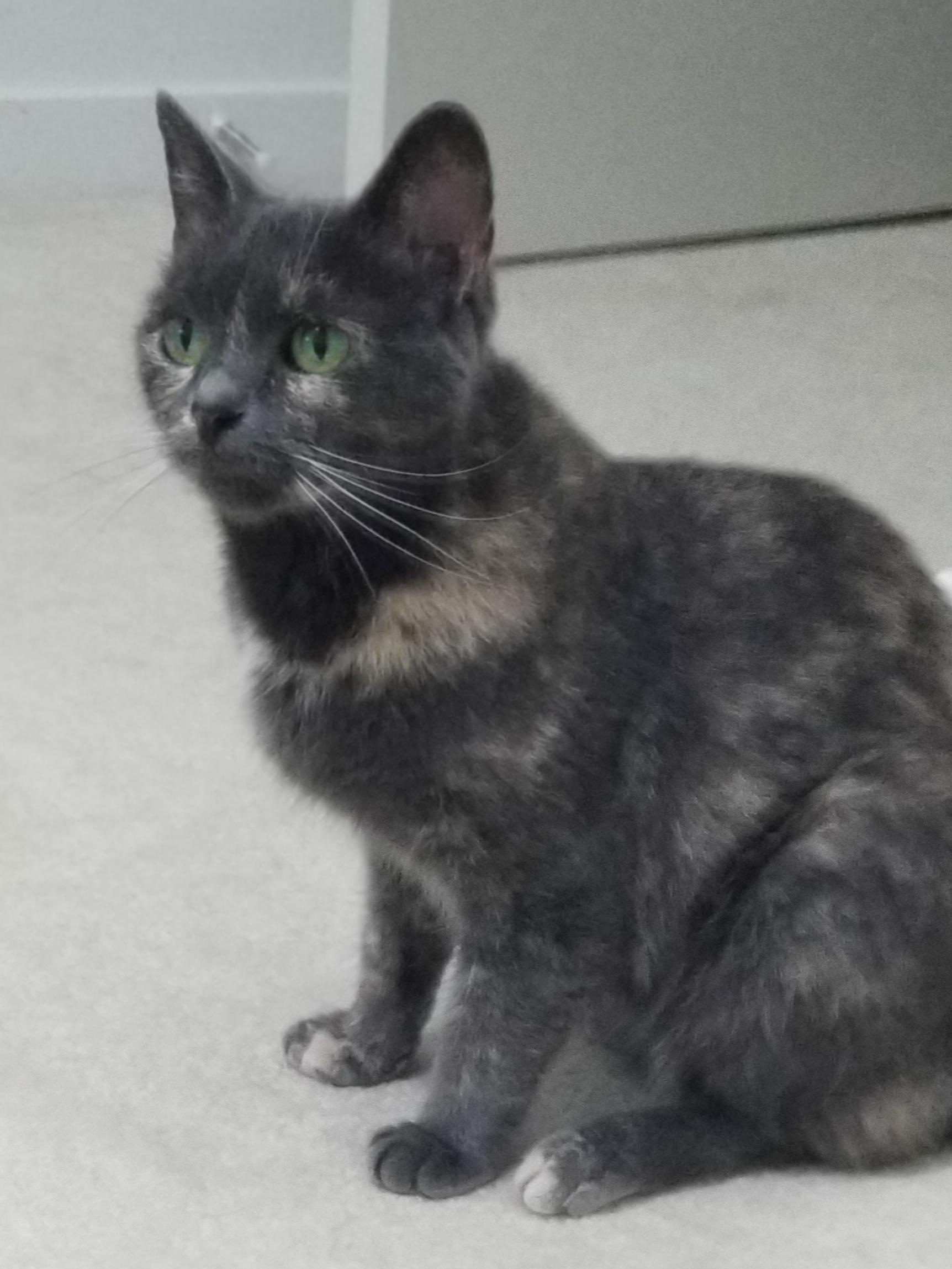 Jade AS 0521, a Adoptable Domestic Short Hair in West Bloomfield, MI image 2/3