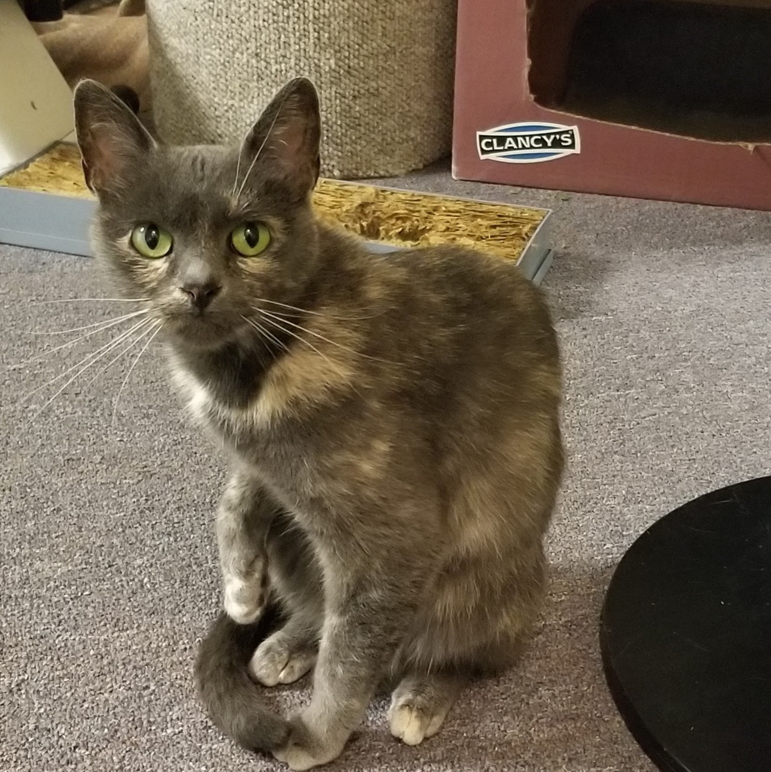 Jade 0521, Adult Female Domestic Short Hair