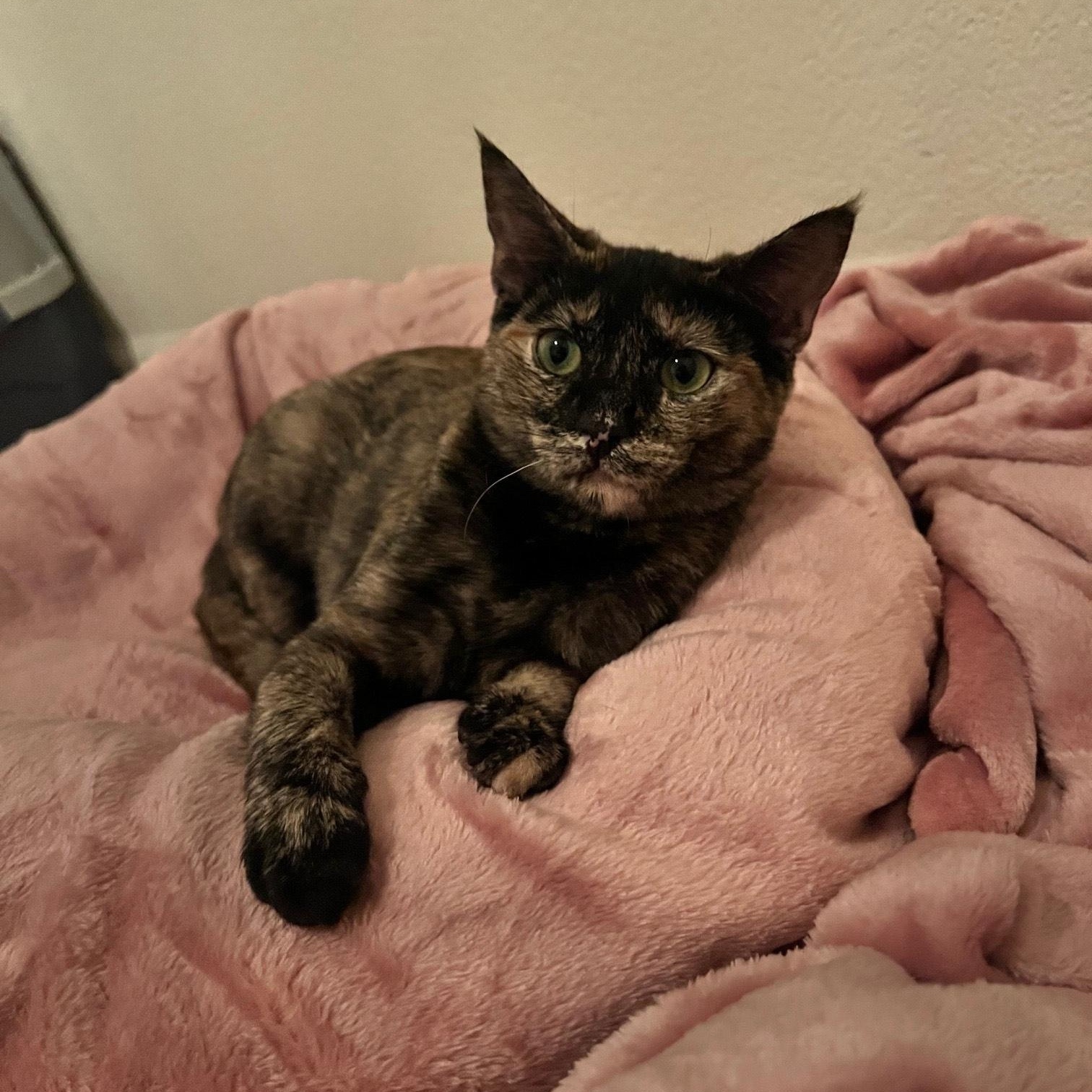 Daisy, a Adoptable Tortoiseshell in Elk Grove, CA image 2/3