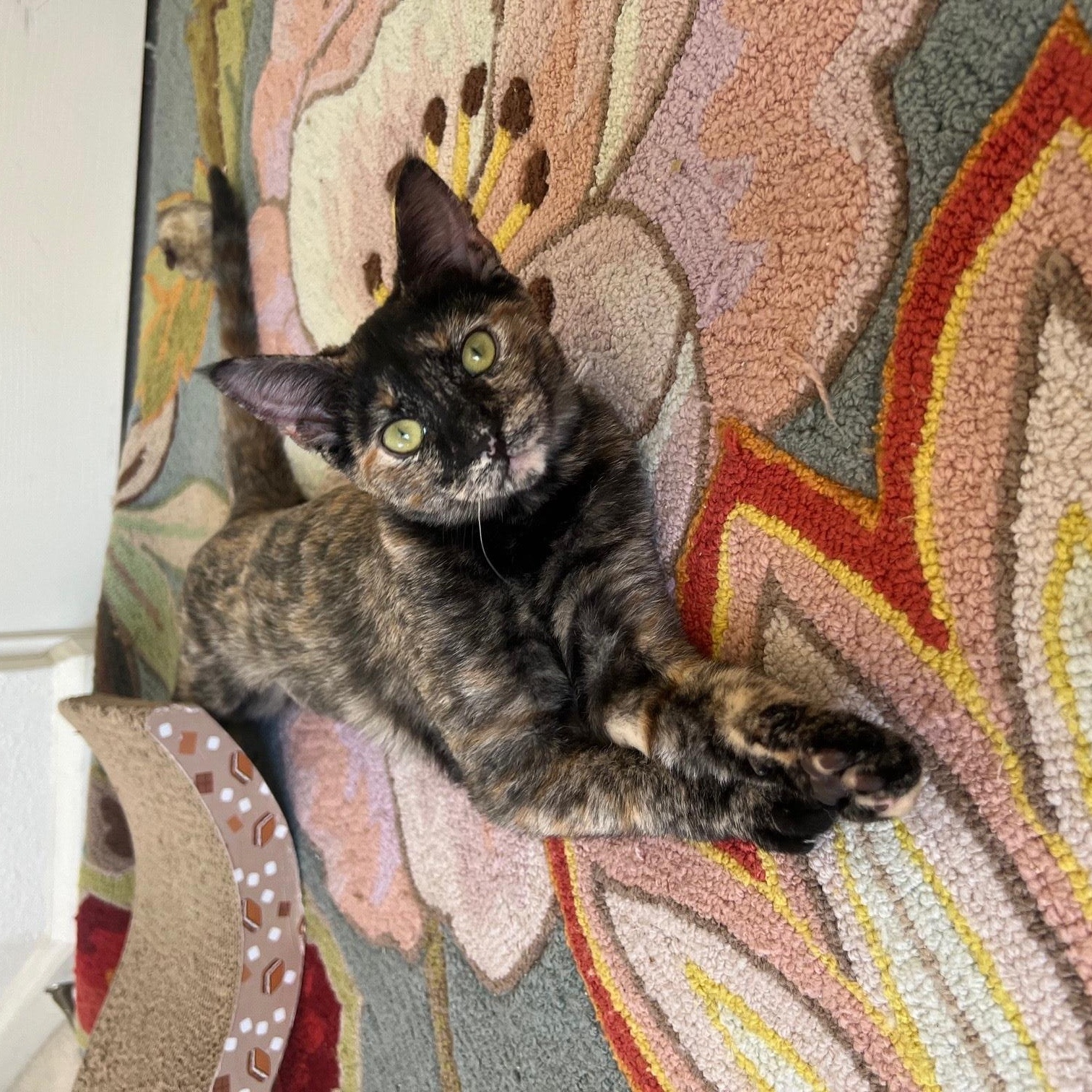 Daisy, a Adoptable Tortoiseshell in Elk Grove, CA image 3/3
