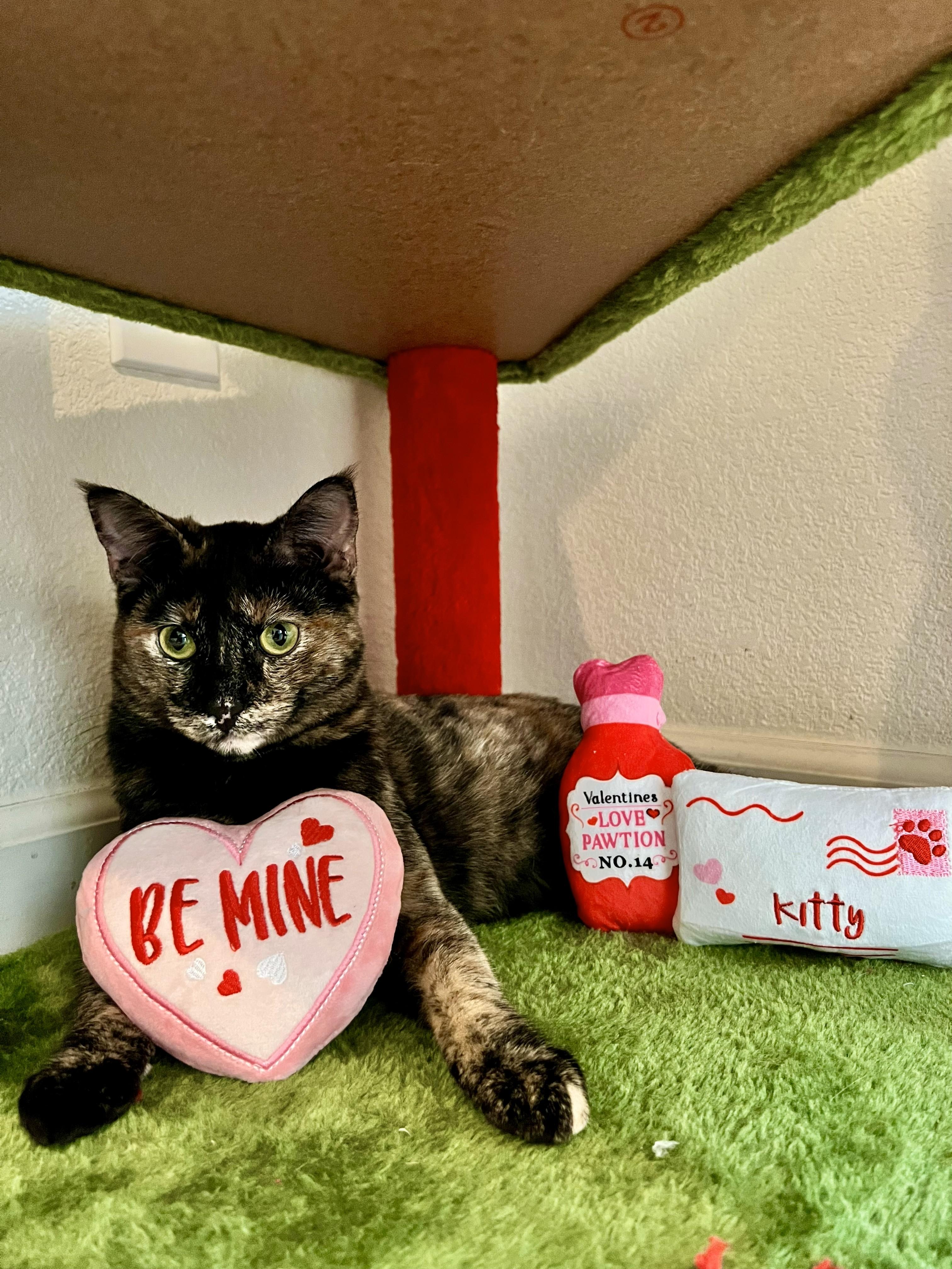 Daisy, Adoptable, Kitten Female Tortoiseshell.