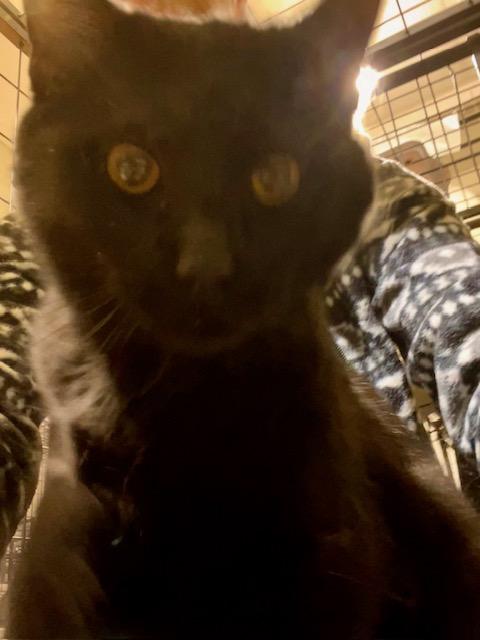 BLACKY CARBON photo 2