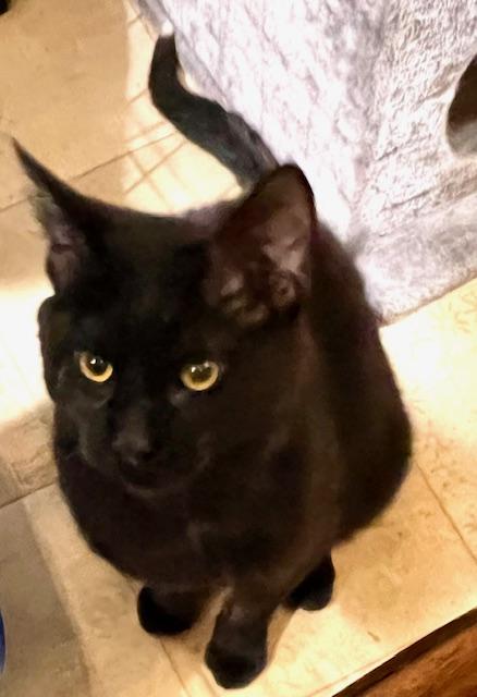 BLACKY CARBON photo 4