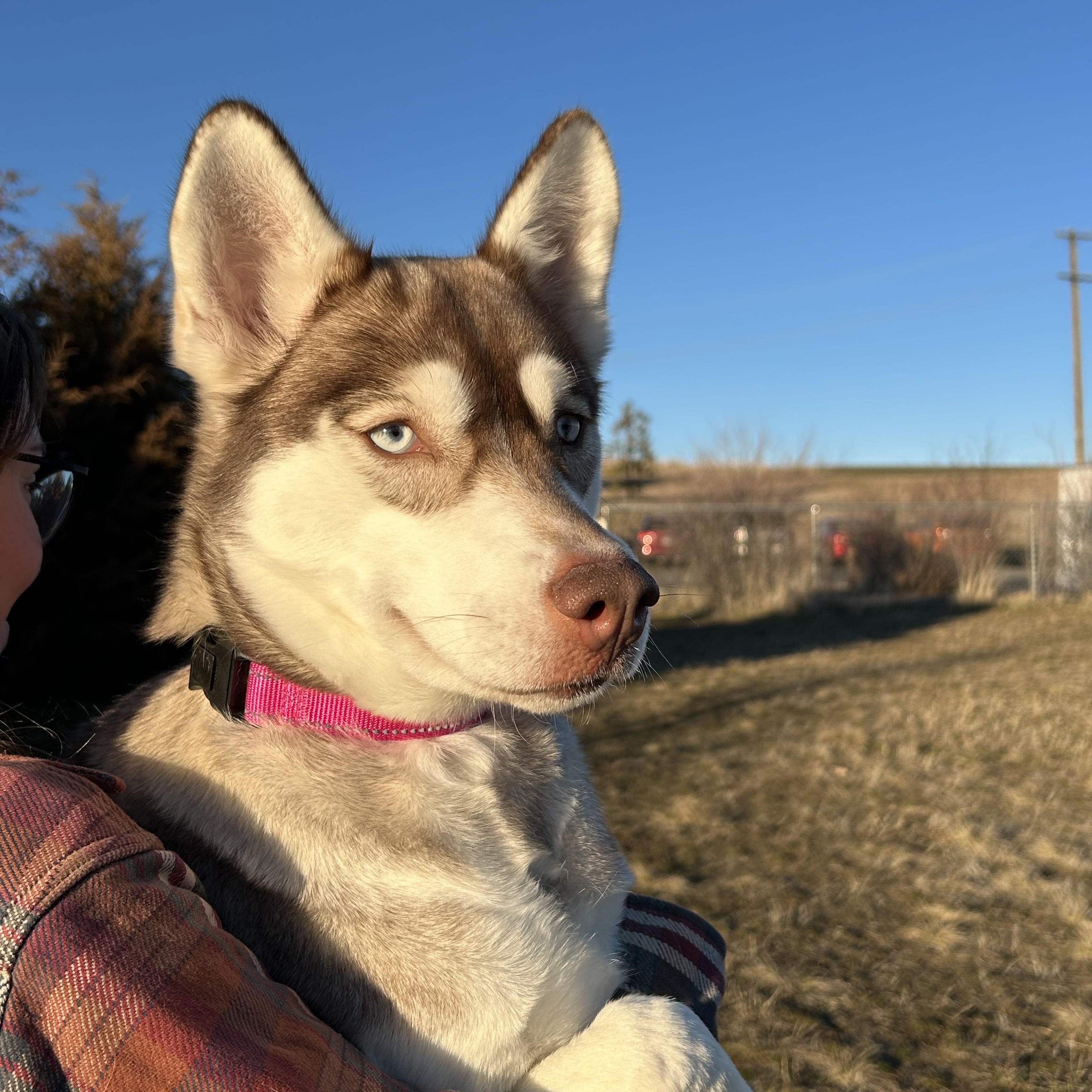 Phoenix, Adopted, Adult Female Husky.