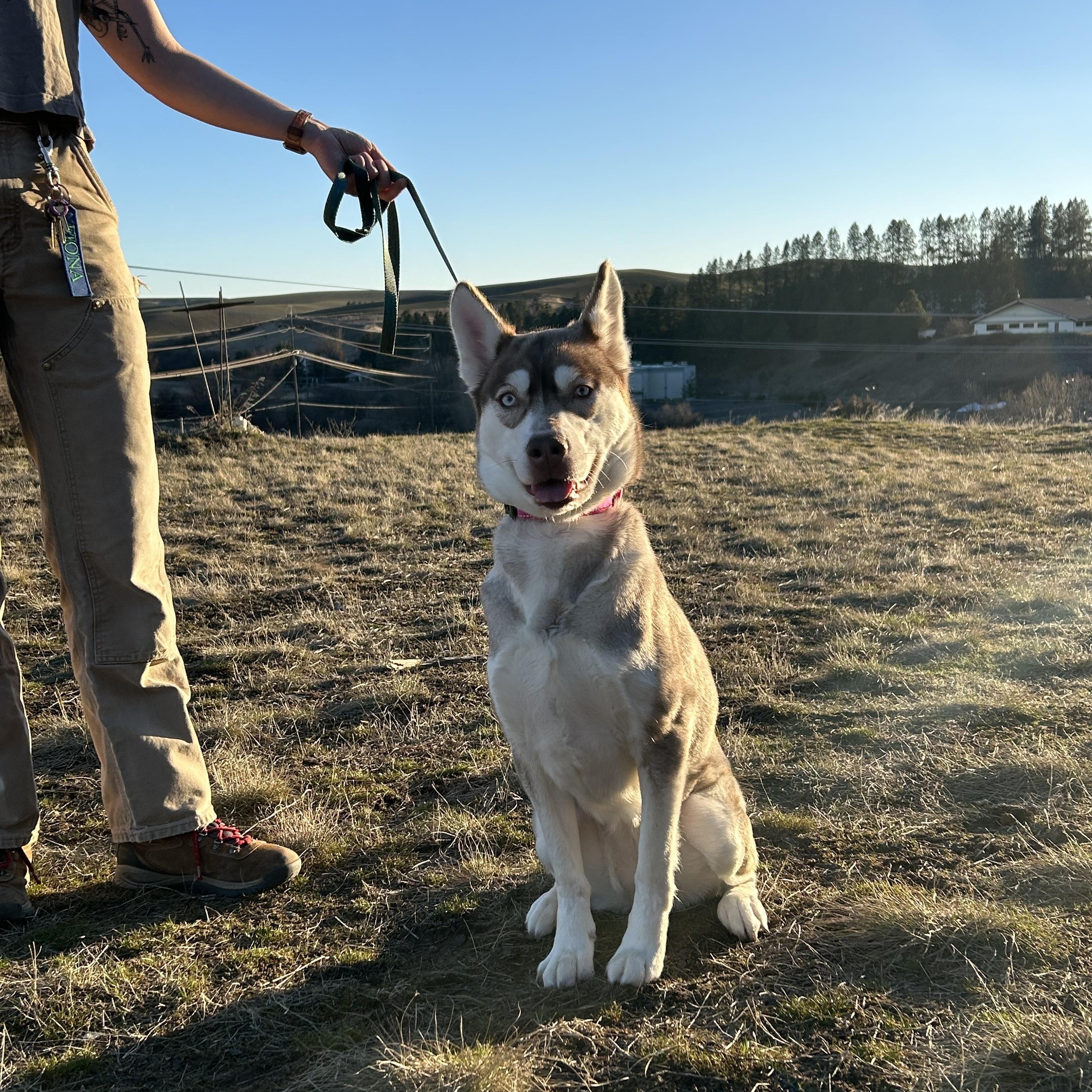 Enlarge Phoenix, a Adopted Husky in Pullman, WA image 3/3