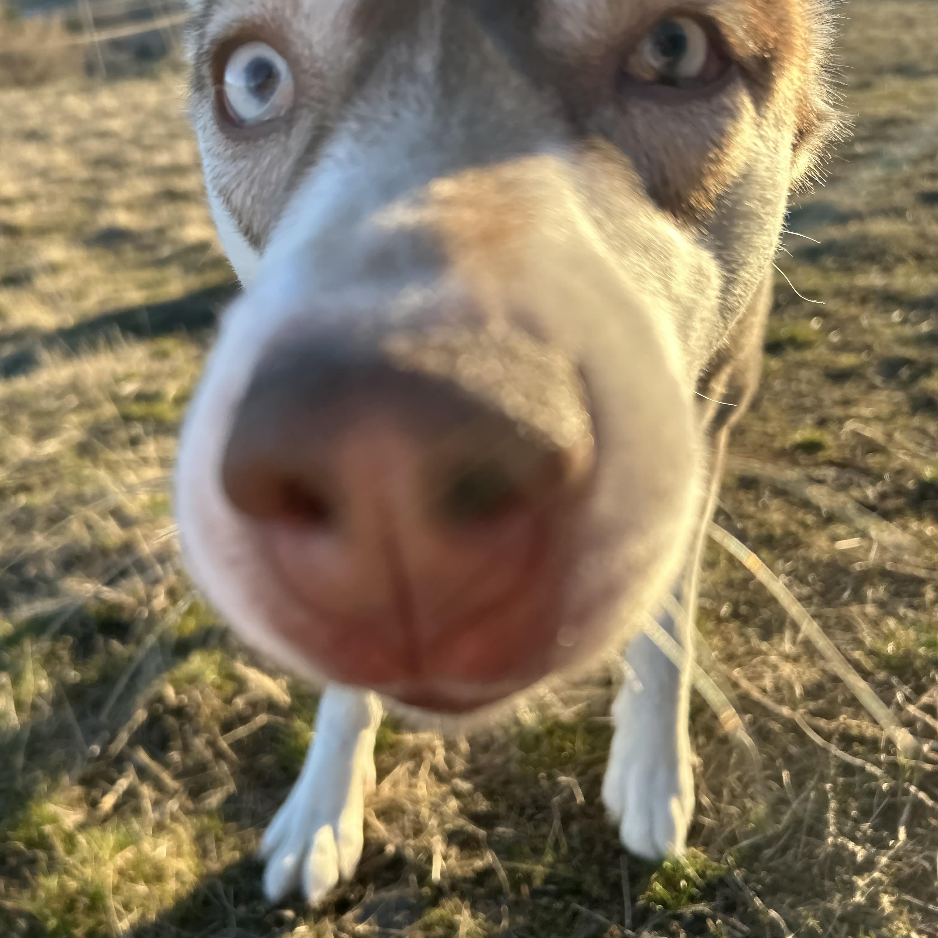 Enlarge Phoenix, a Adopted Husky in Pullman, WA image 2/3