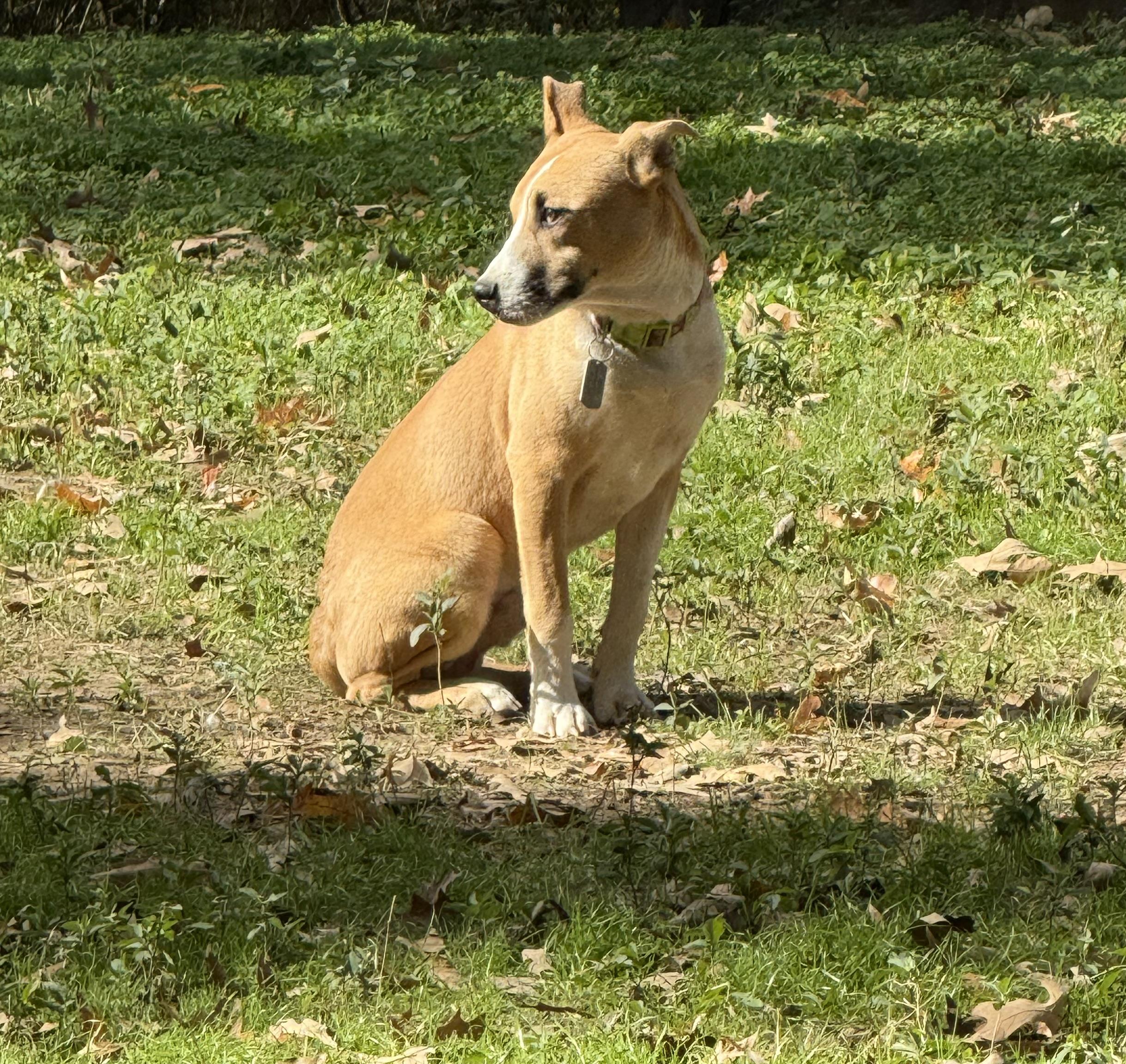 Enlarge Sweet Potato, a Adoptable mixed breed in Hagerstown, MD image 4/5