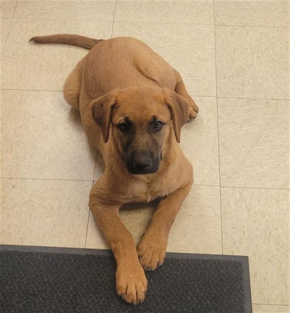 FIONA, Adoptable, Puppy Female German Shepherd Dog & Mixed Breed.