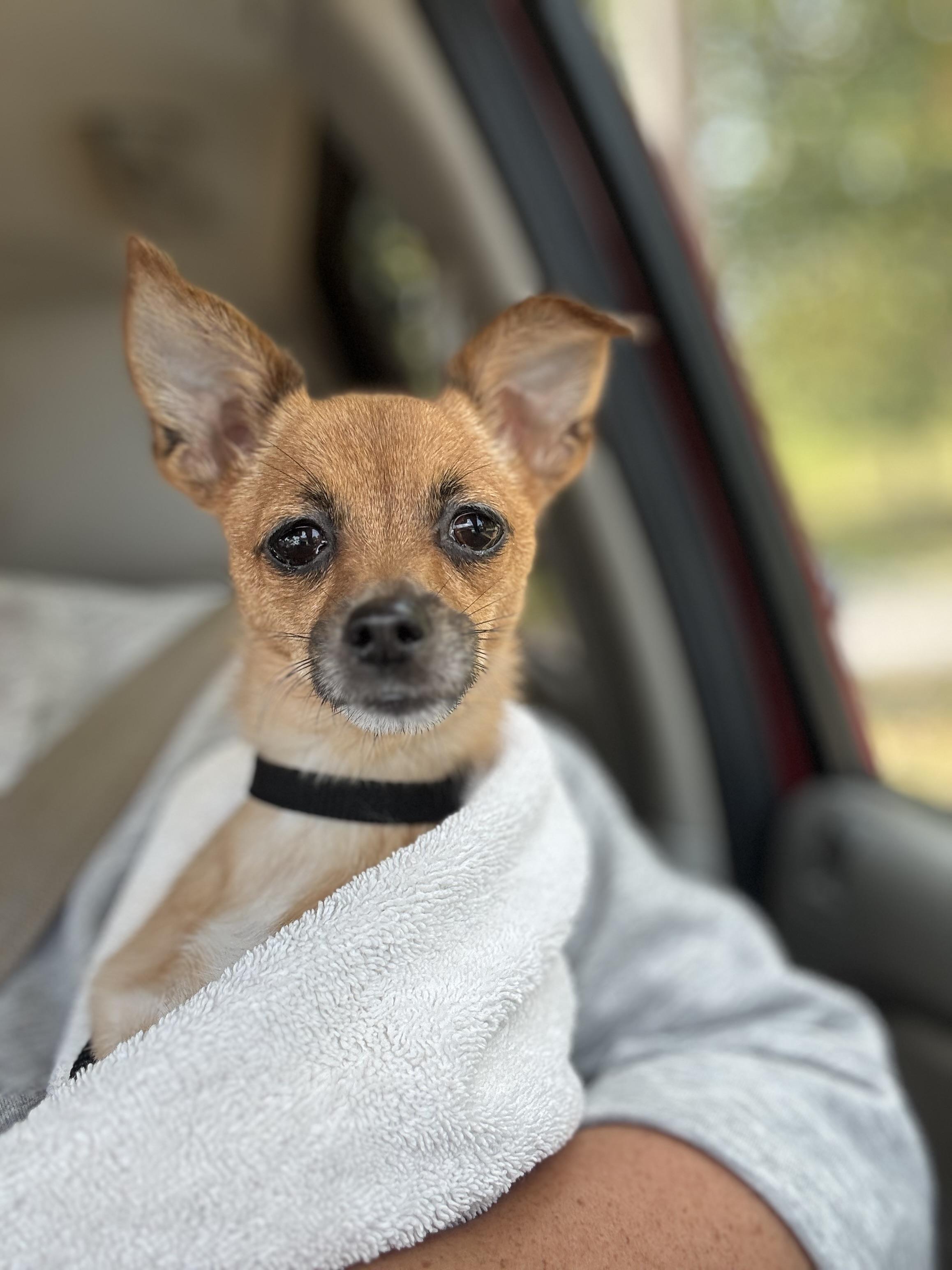 Enlarge Chloe (4lbs), a Adopted mixed breed in Nashville, TN image 1/5